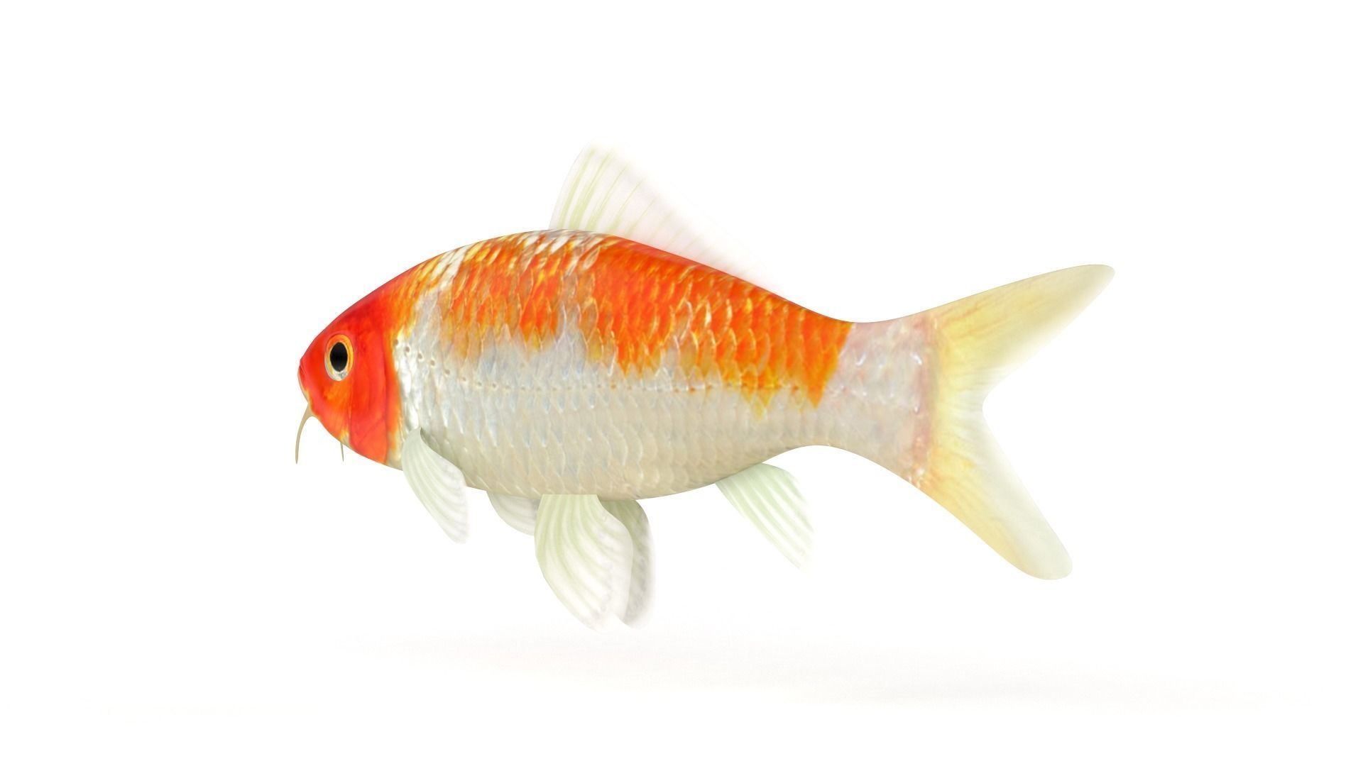 Koi Fish 3D model_4