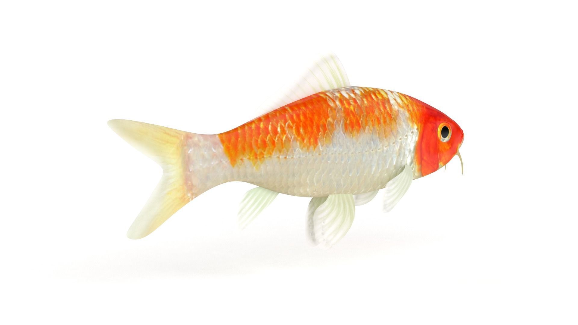 Koi Fish 3D model_3