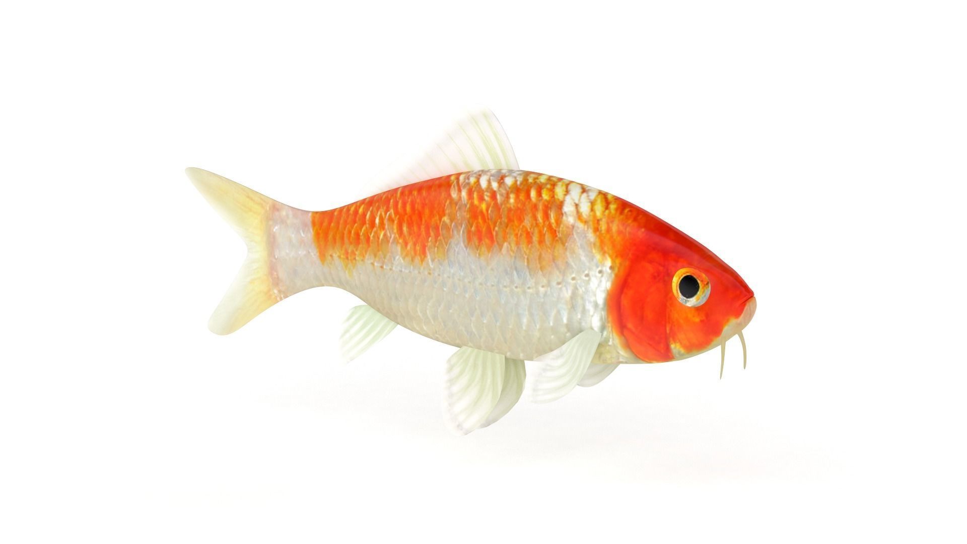 Koi Fish 3D model_1