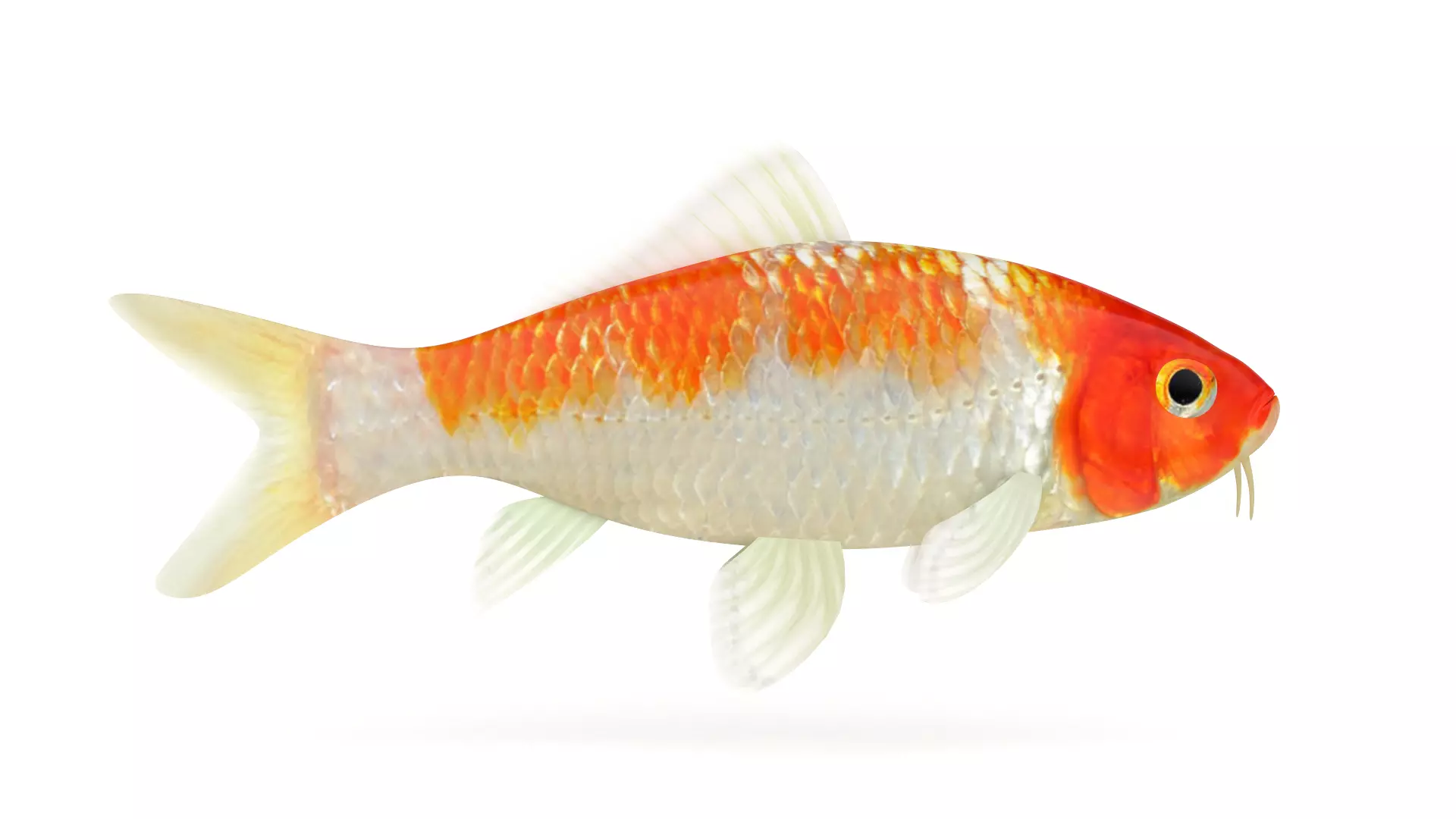 Koi Fish 3D model_0