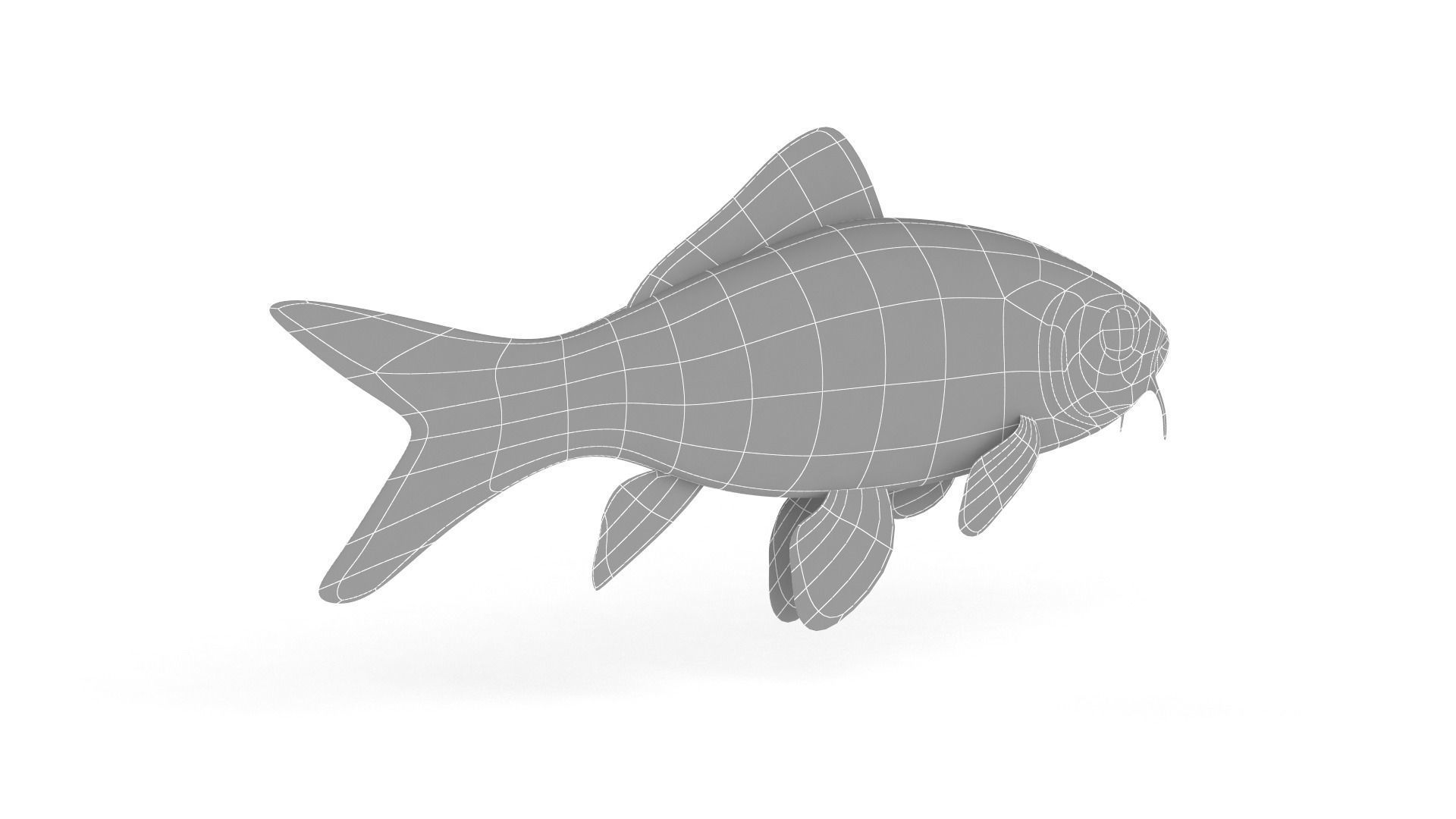 Koi Fish 3D model_8