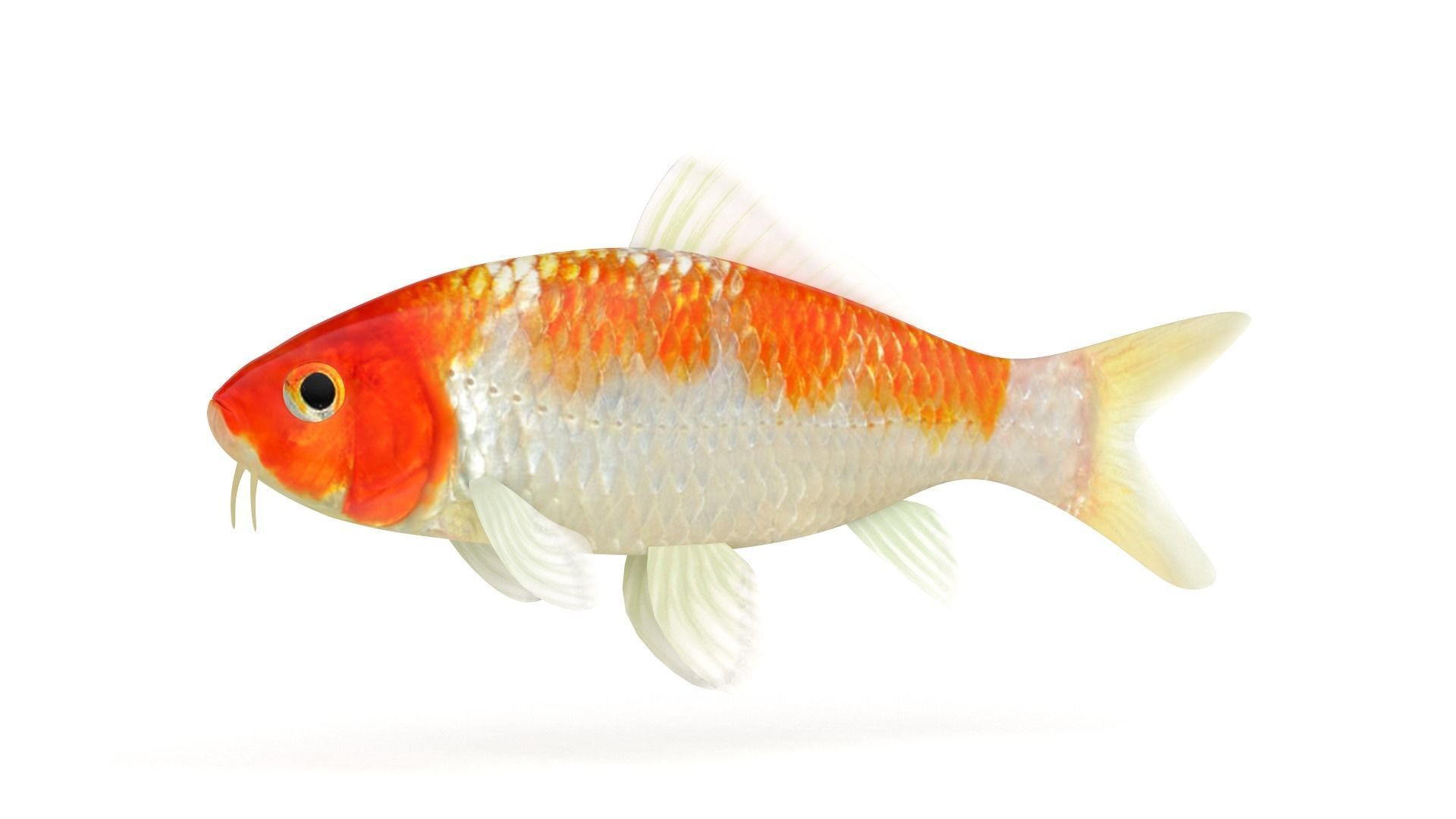 Koi Fish 3D model_2