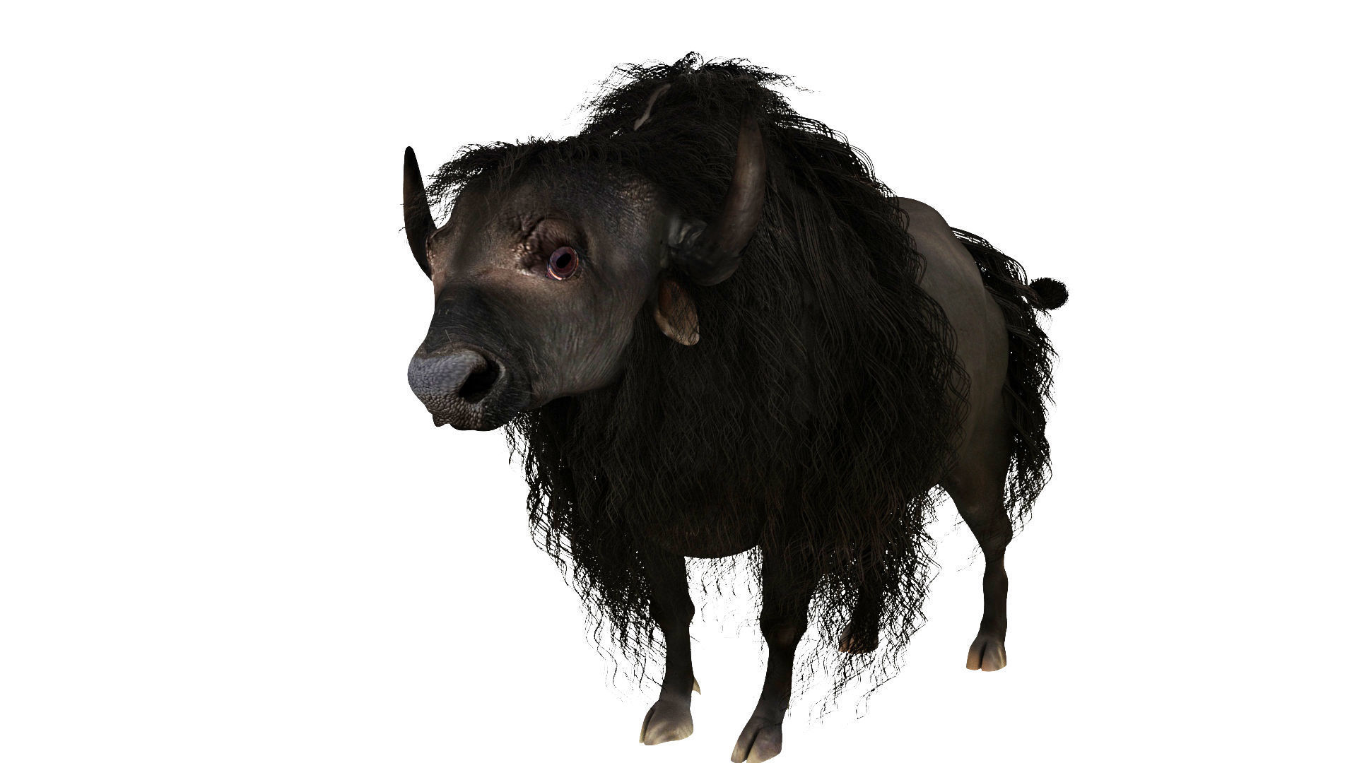 yak 1 bull 3D model_1