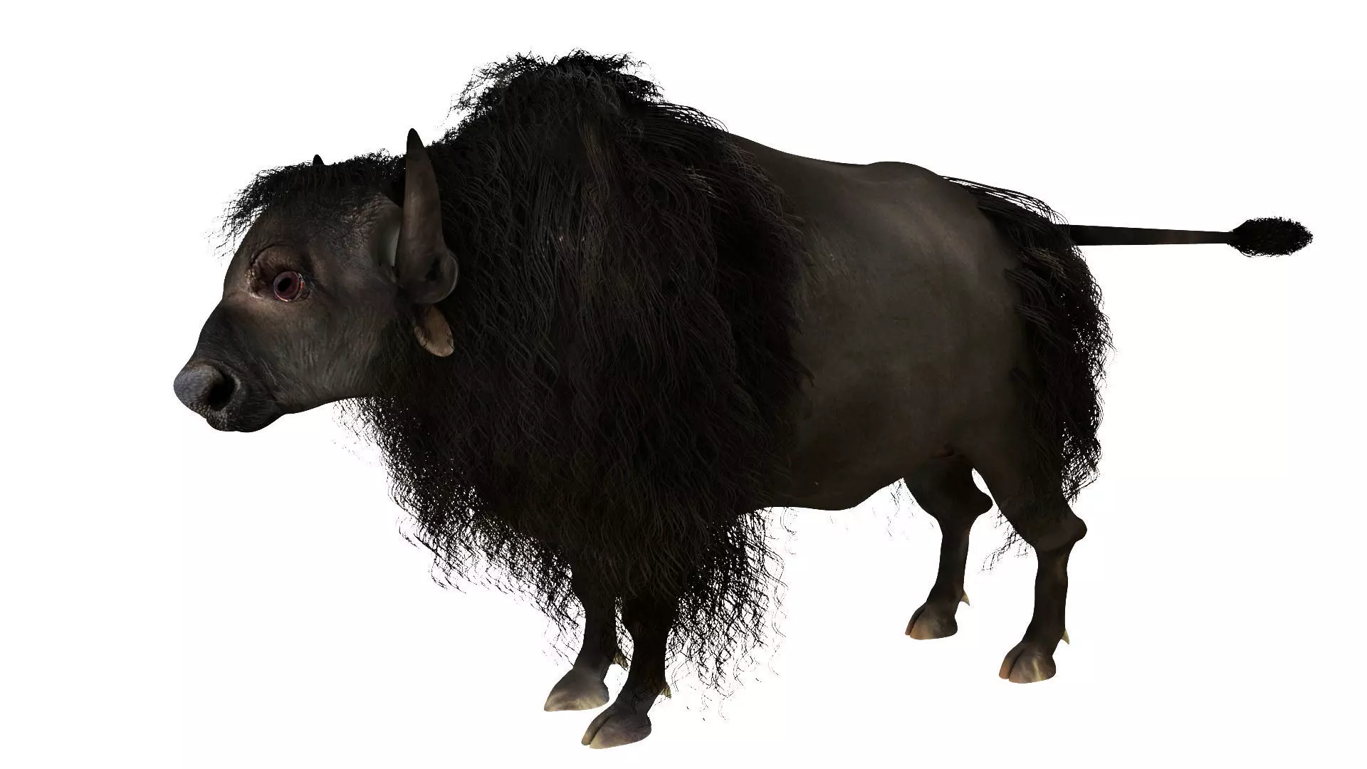 yak 1 bull 3D model_0