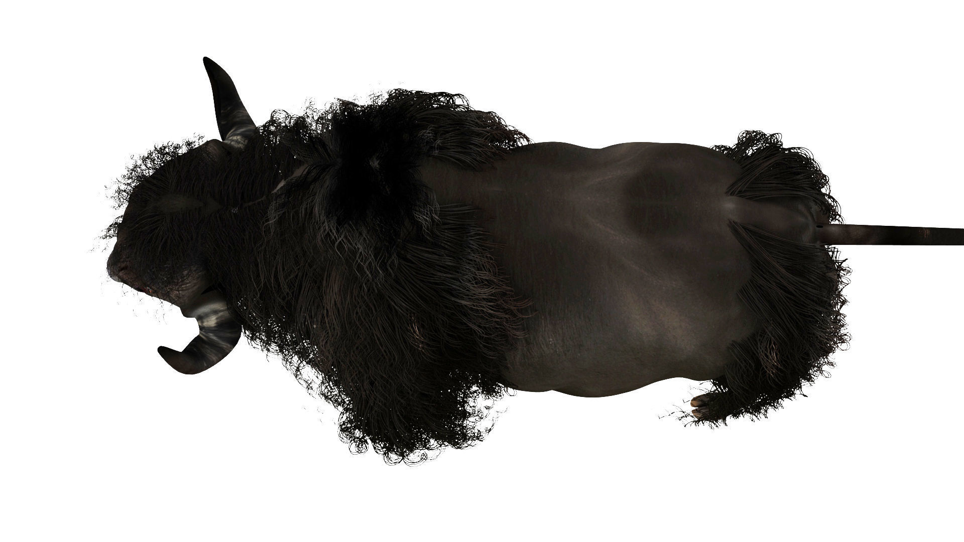 yak 1 bull 3D model_2