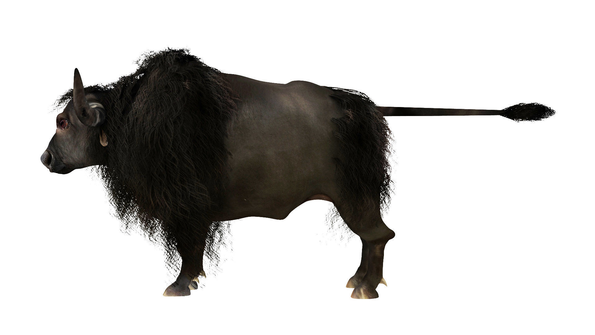 yak 1 bull 3D model_3