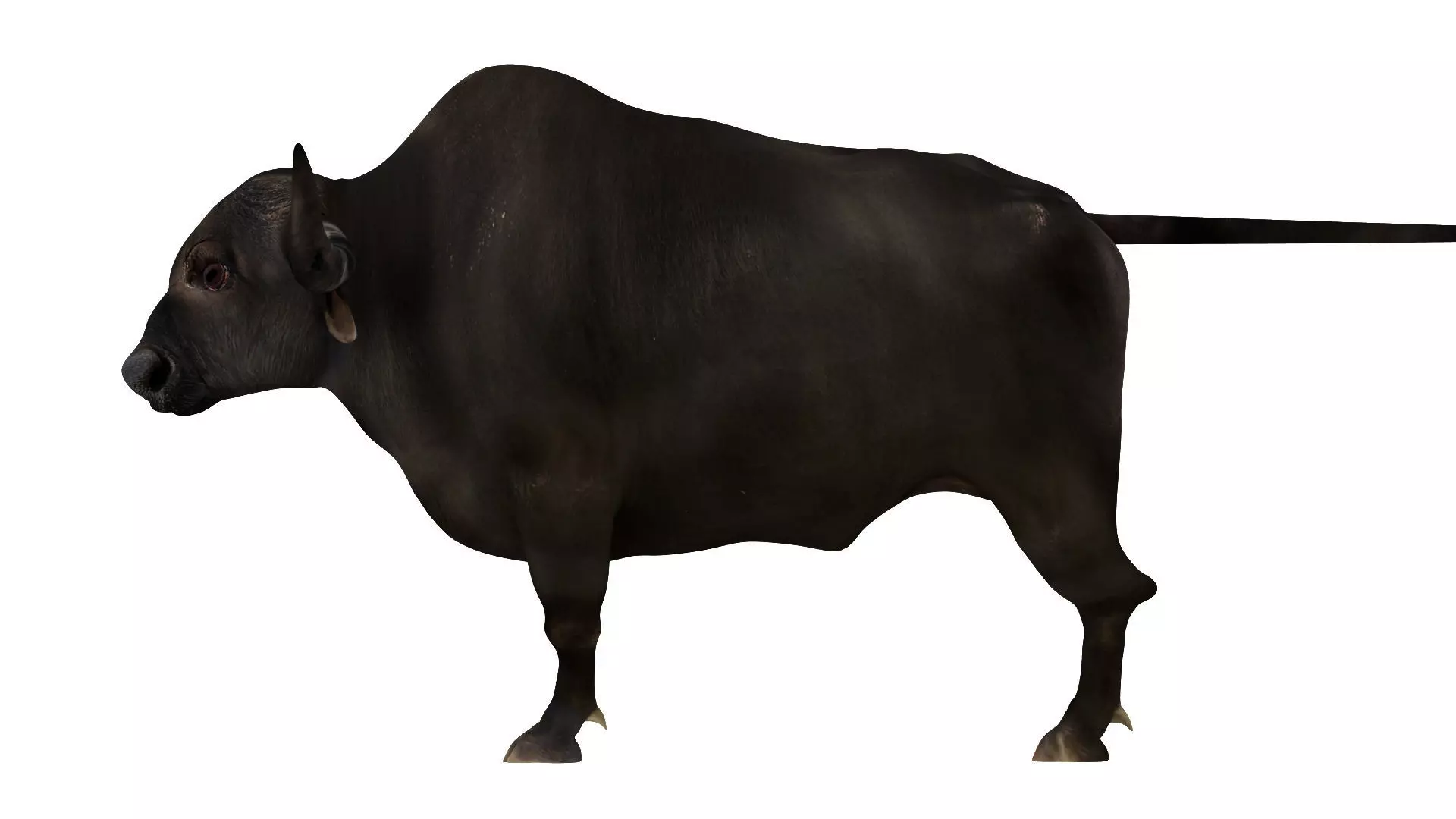 yak 2 bull 3D model_0