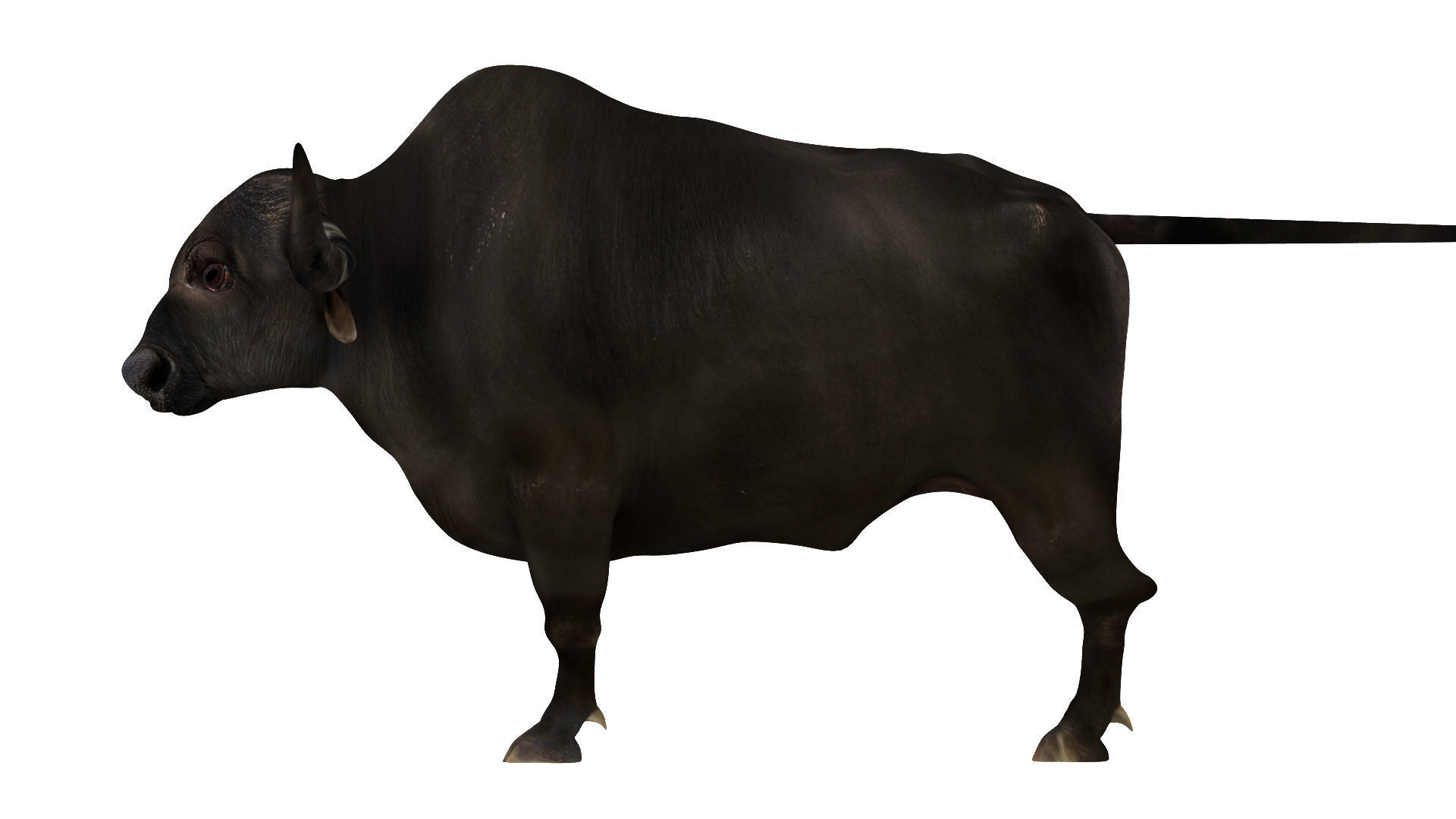 yak 2 bull 3D model_1