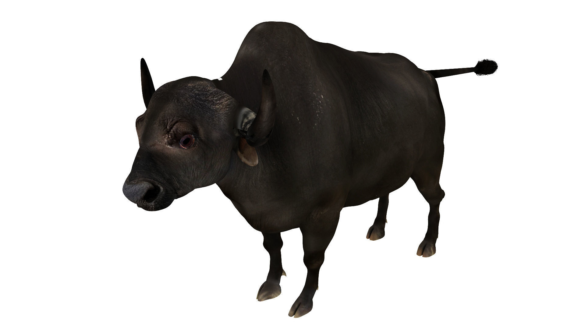 yak 2 bull 3D model_2