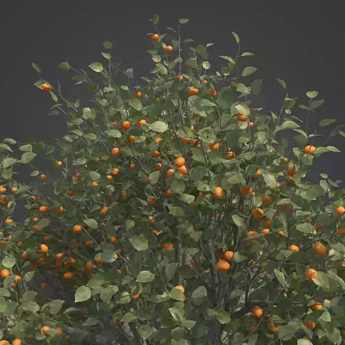 2021 PBR Apricot Collection - Prunus Armeniaca 3D model