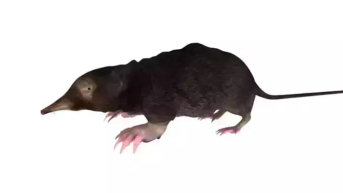 mole mammal
