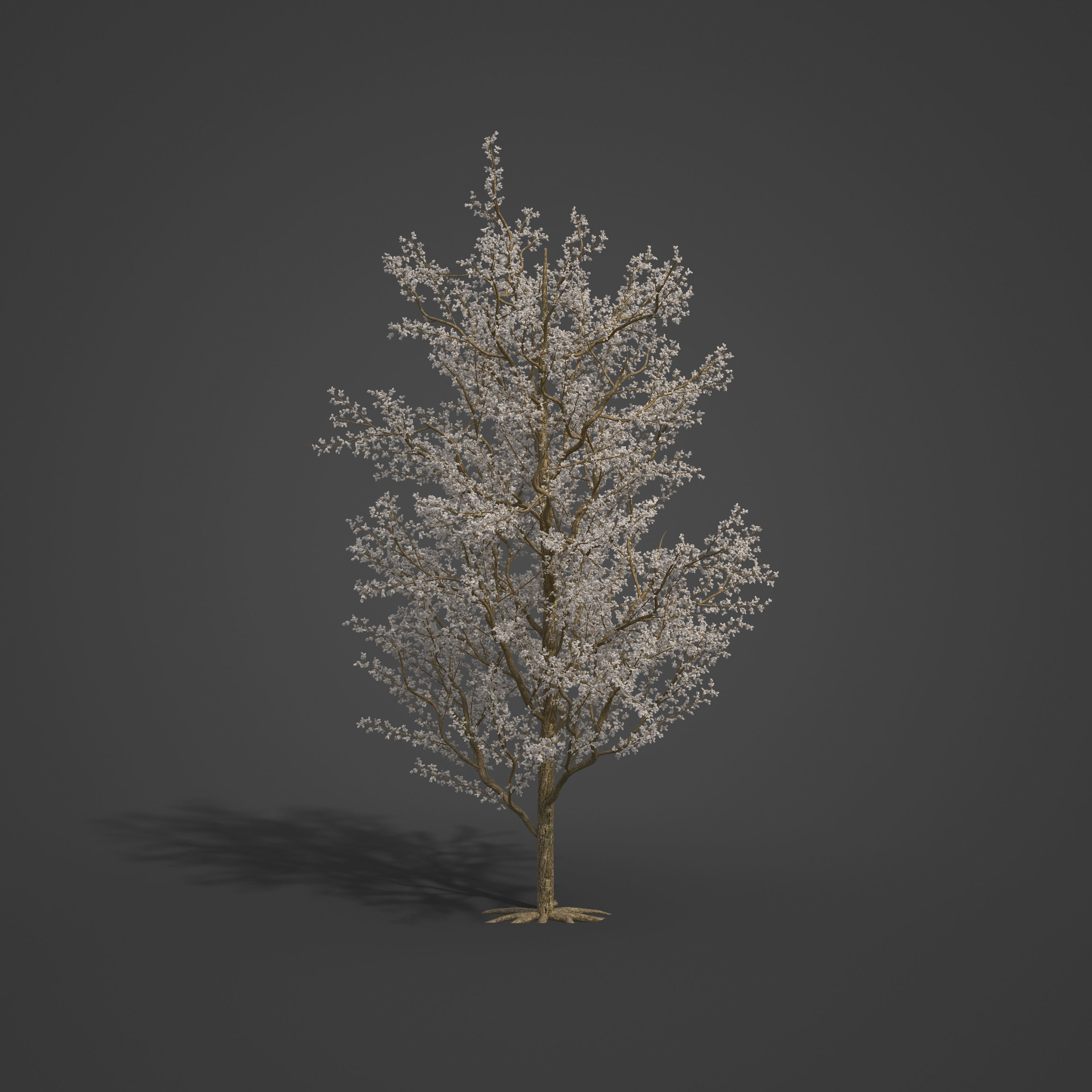 2021 PBR Plum Collection - Prunus Domestica 3D model_5