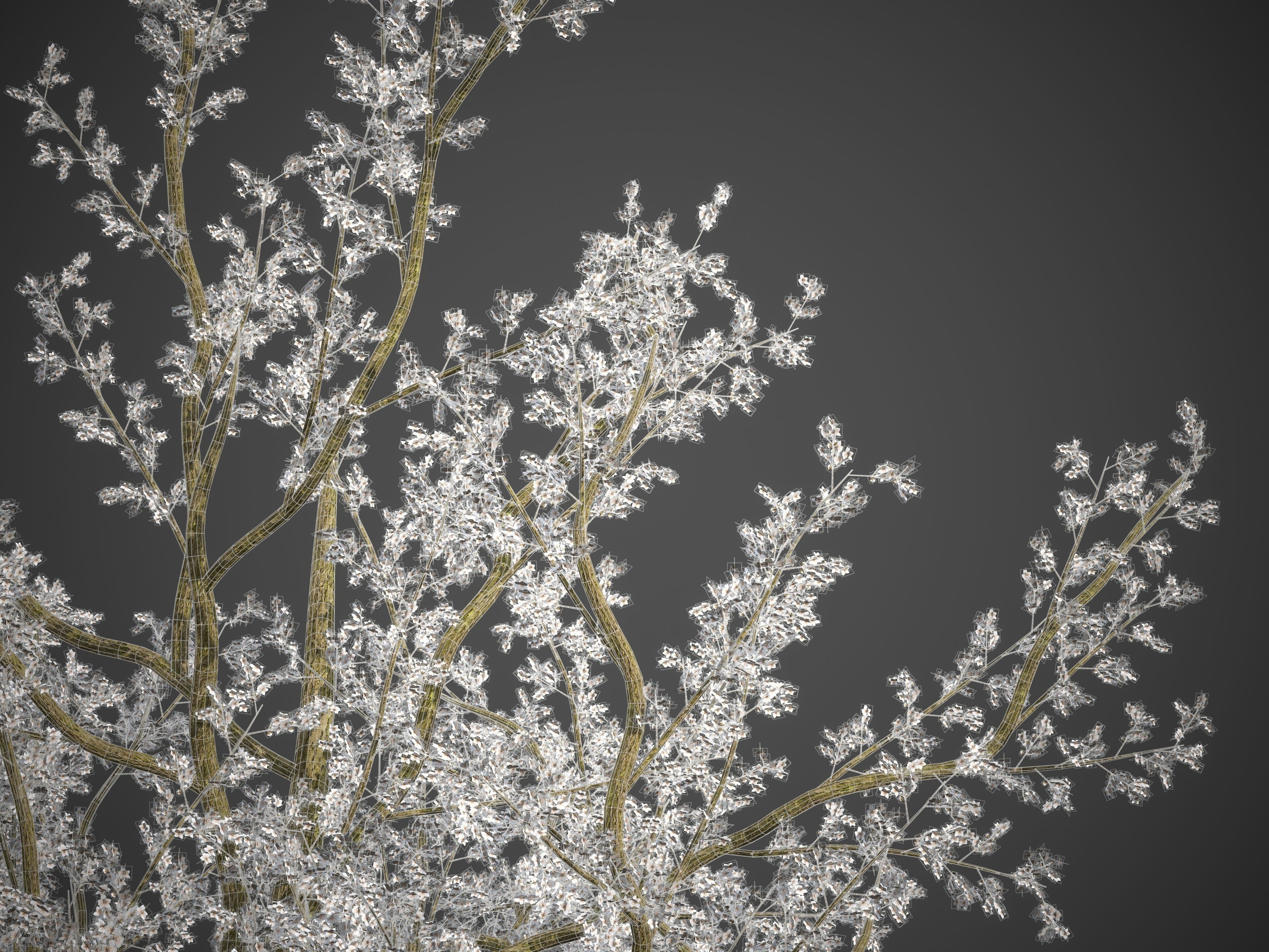 2021 PBR Plum Collection - Prunus Domestica 3D model_8