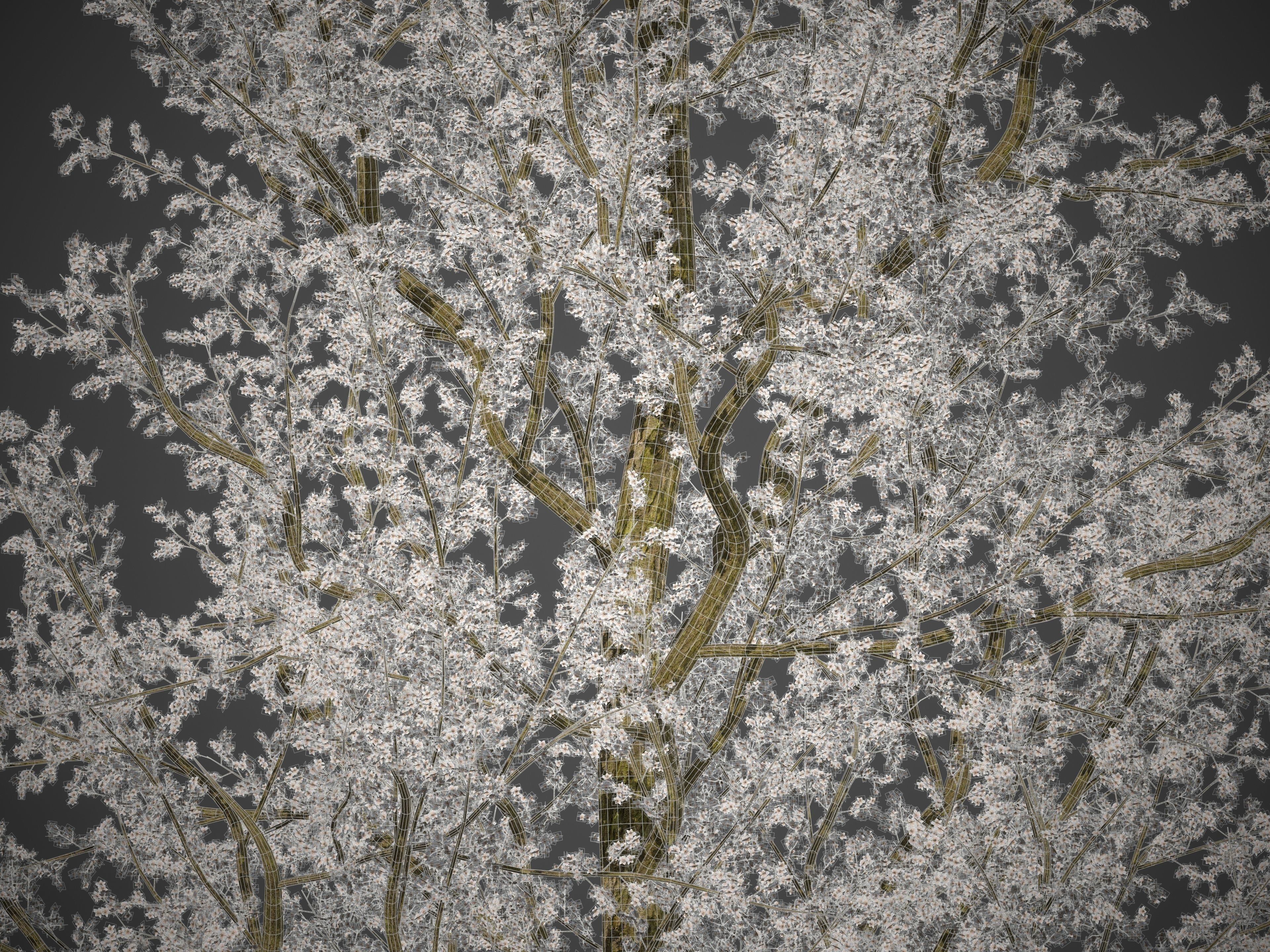 2021 PBR Plum Collection - Prunus Domestica 3D model_7