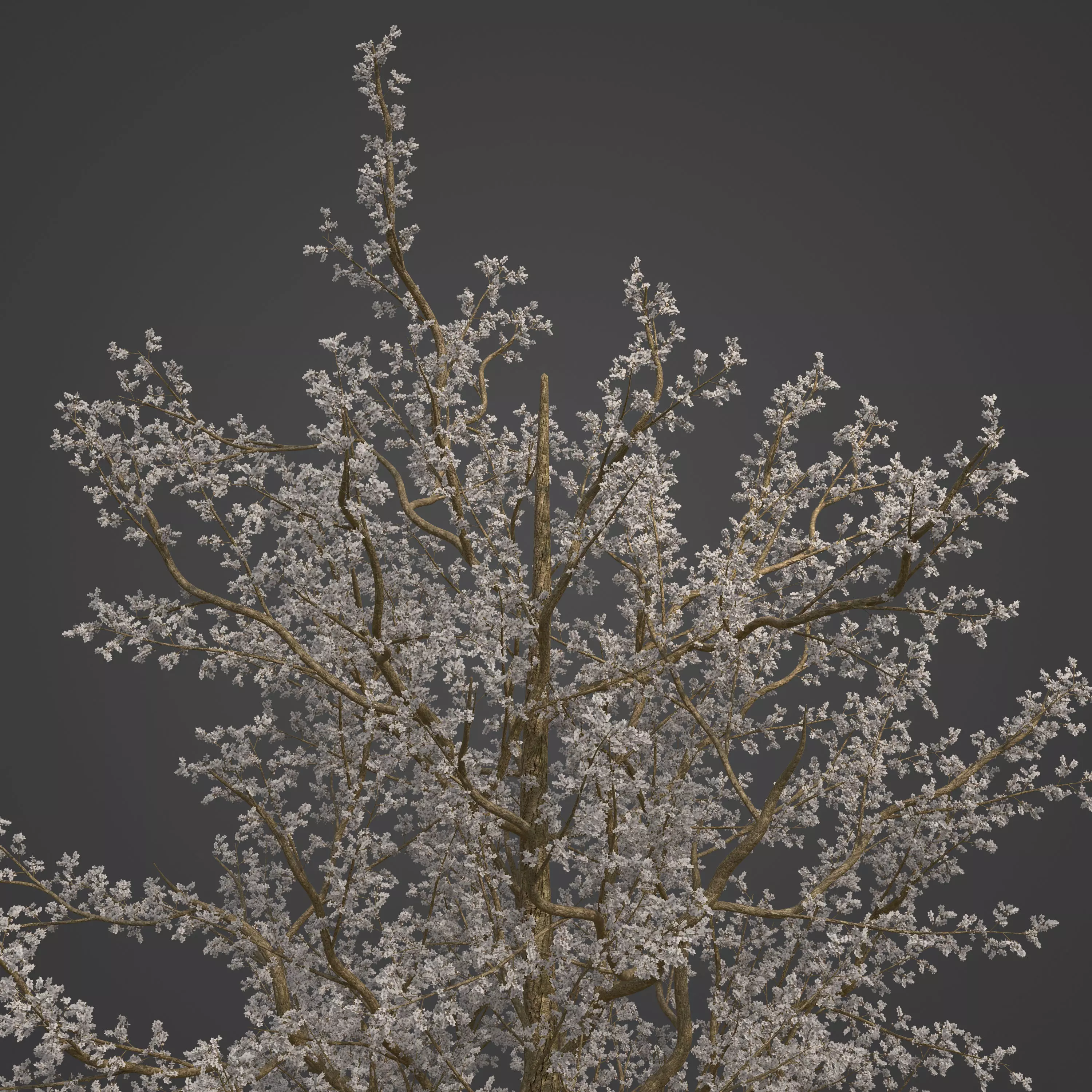 2021 PBR Plum Collection - Prunus Domestica 3D model_0