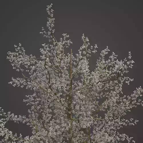 2021 PBR Plum Collection - Prunus Domestica