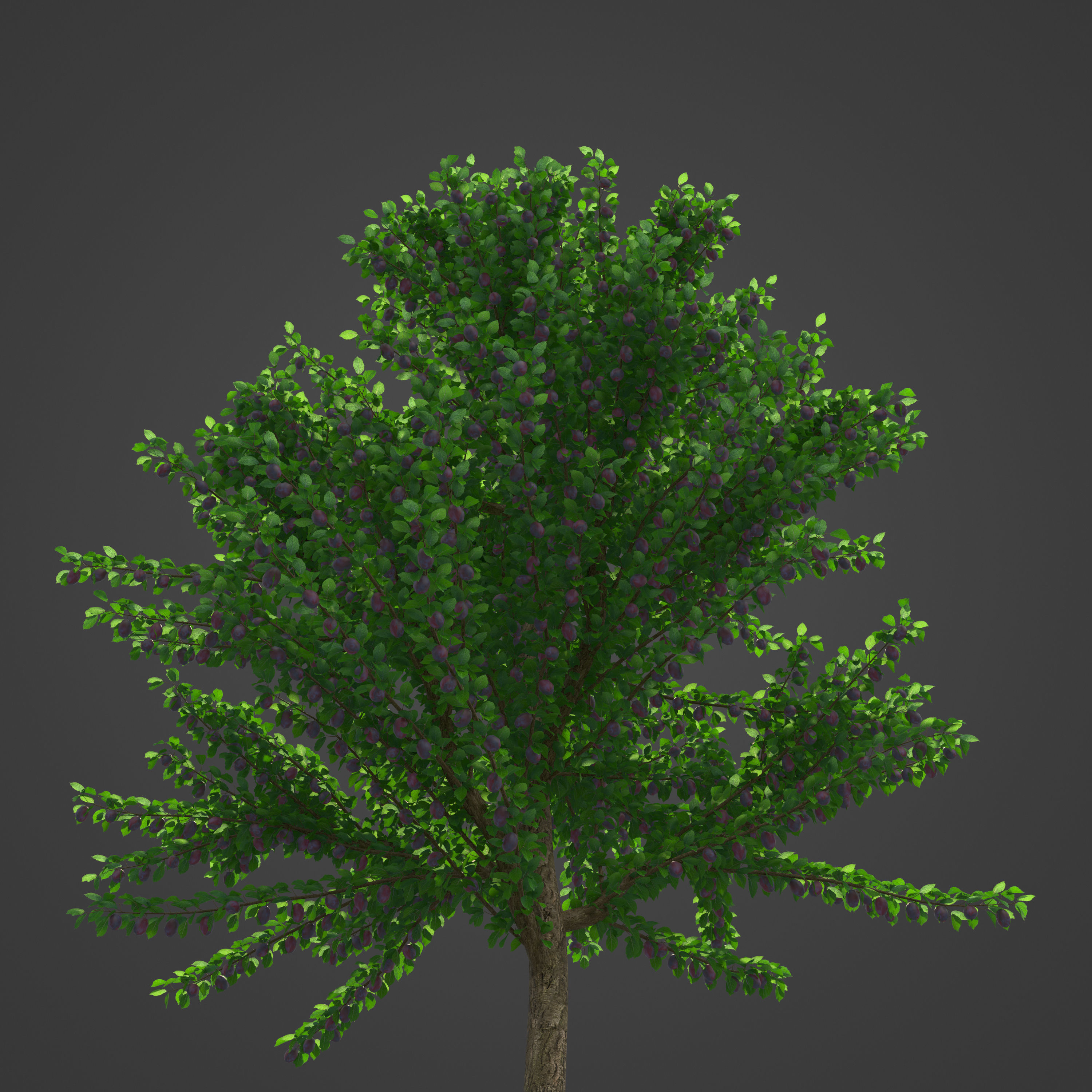 2021 PBR Plum Collection - Prunus Domestica 3D model_6