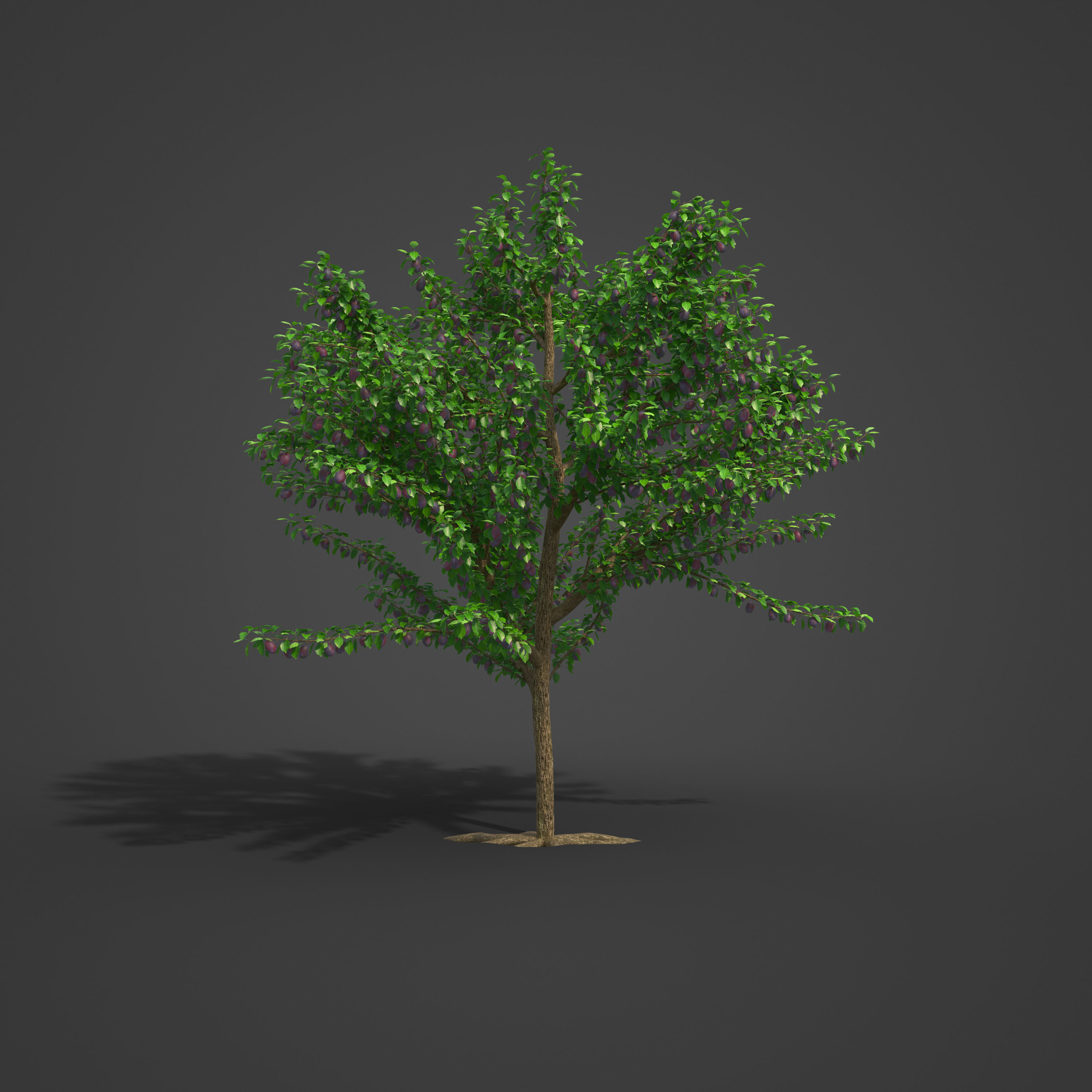 2021 PBR Plum Collection - Prunus Domestica 3D model_2