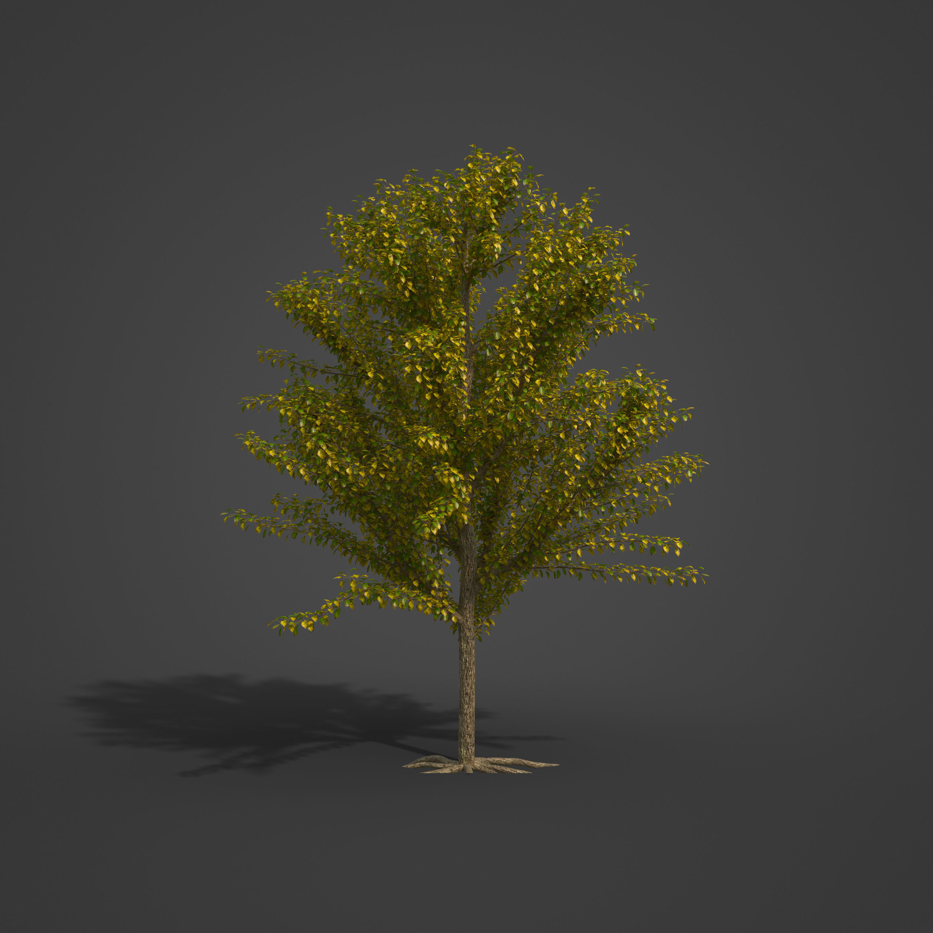 2021 PBR Plum Collection - Prunus Domestica 3D model_4