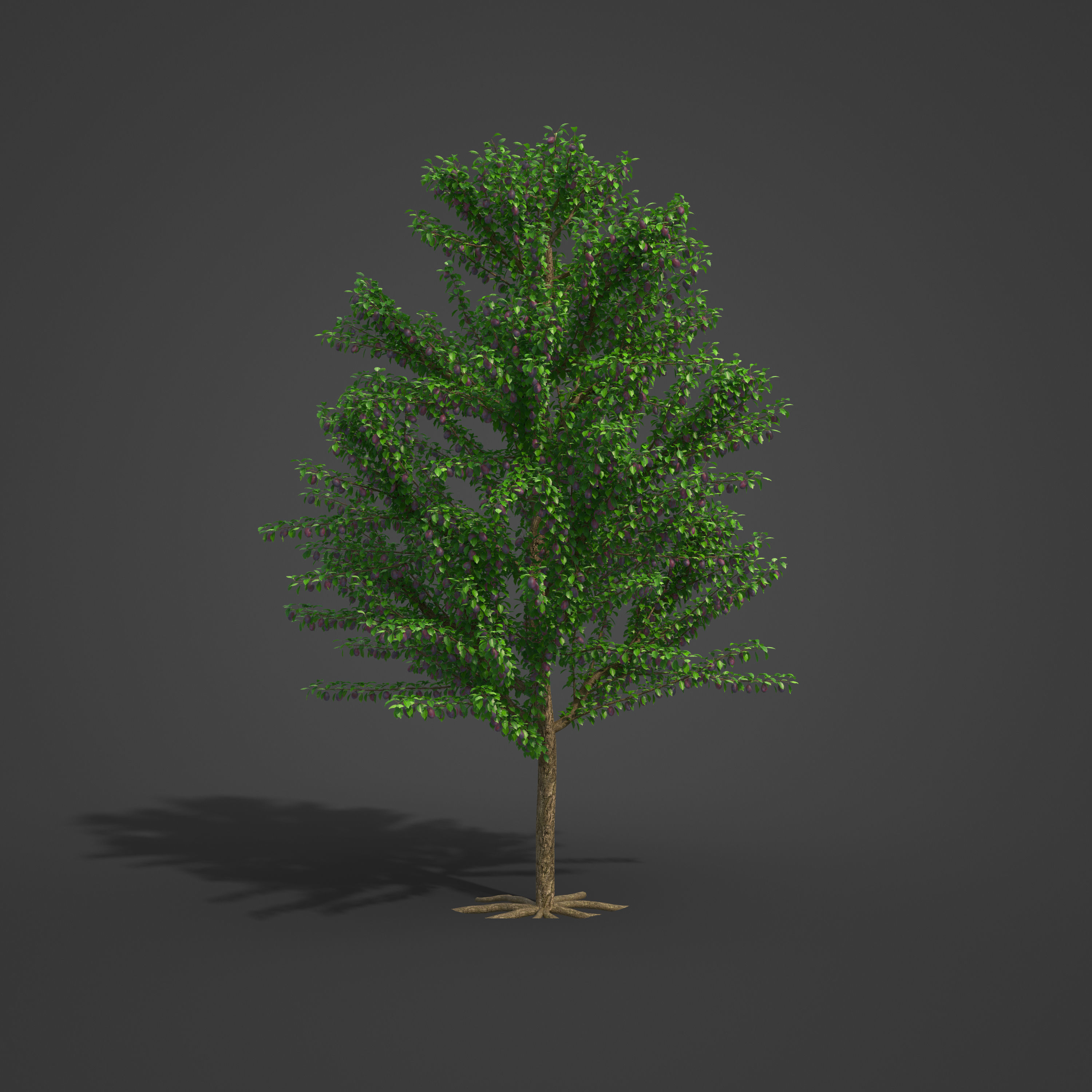 2021 PBR Plum Collection - Prunus Domestica 3D model_3