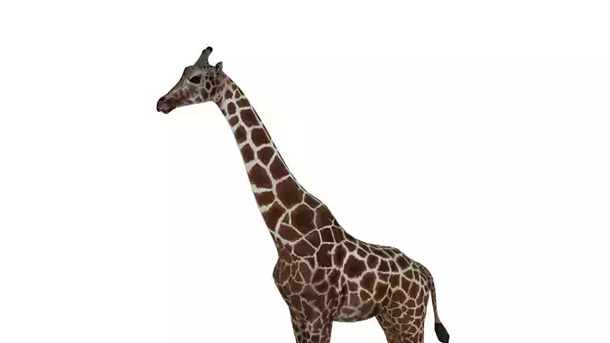 giraffe