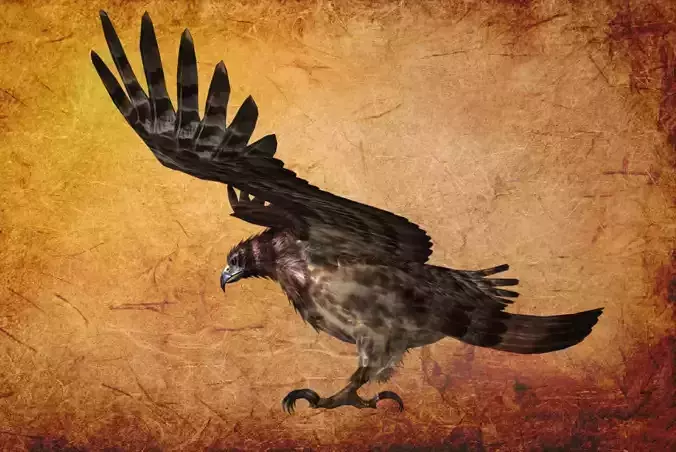 Animal  - Bird eagle