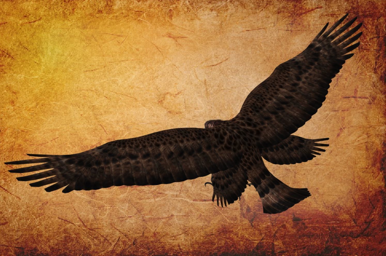 Animal  - Bird eagle Low-poly 3D model_13