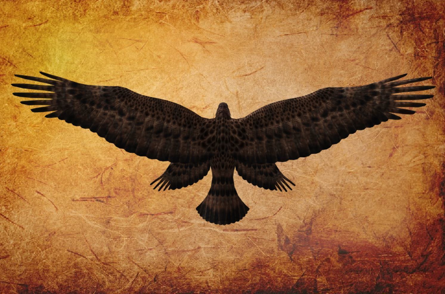 Animal  - Bird eagle Low-poly 3D model_14