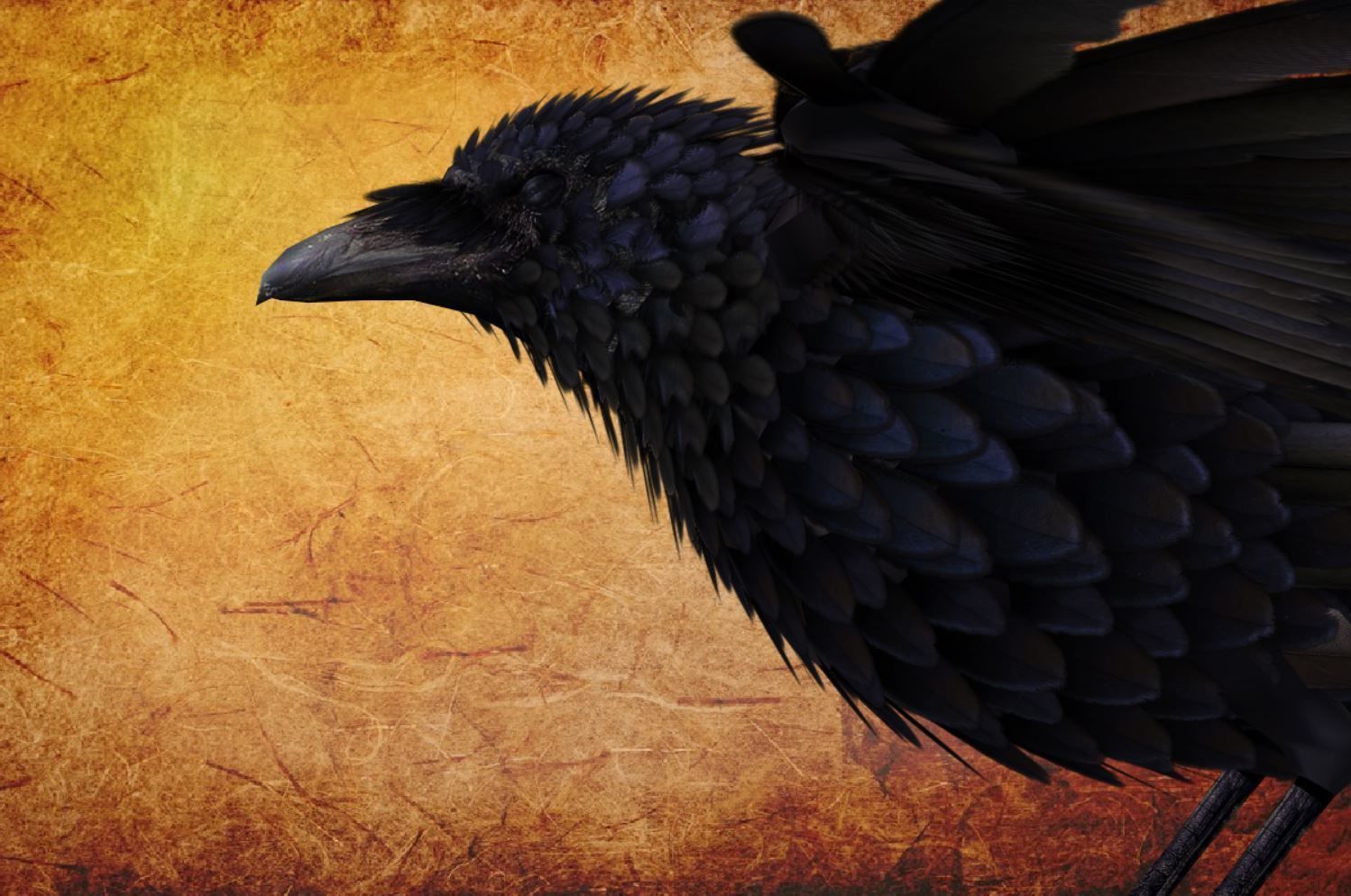 Animal  - Bird raven Low-poly 3D model_15