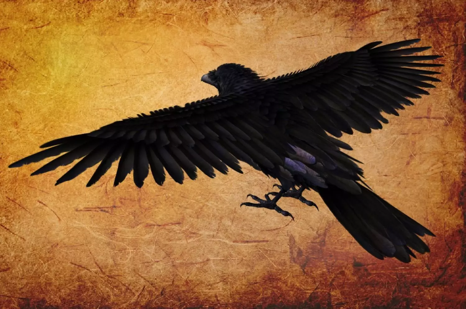 Animal  - Bird raven Low-poly 3D model_0