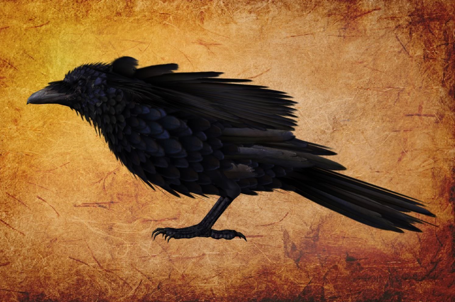 Animal  - Bird raven Low-poly 3D model_16