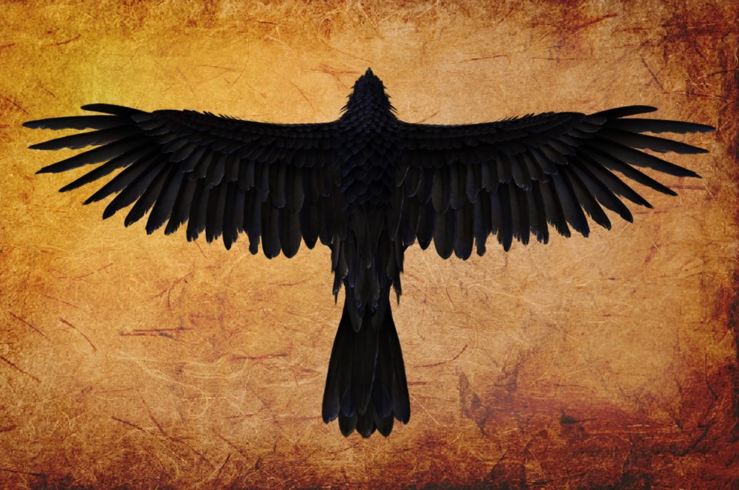 Animal  - Bird raven Low-poly 3D model_17