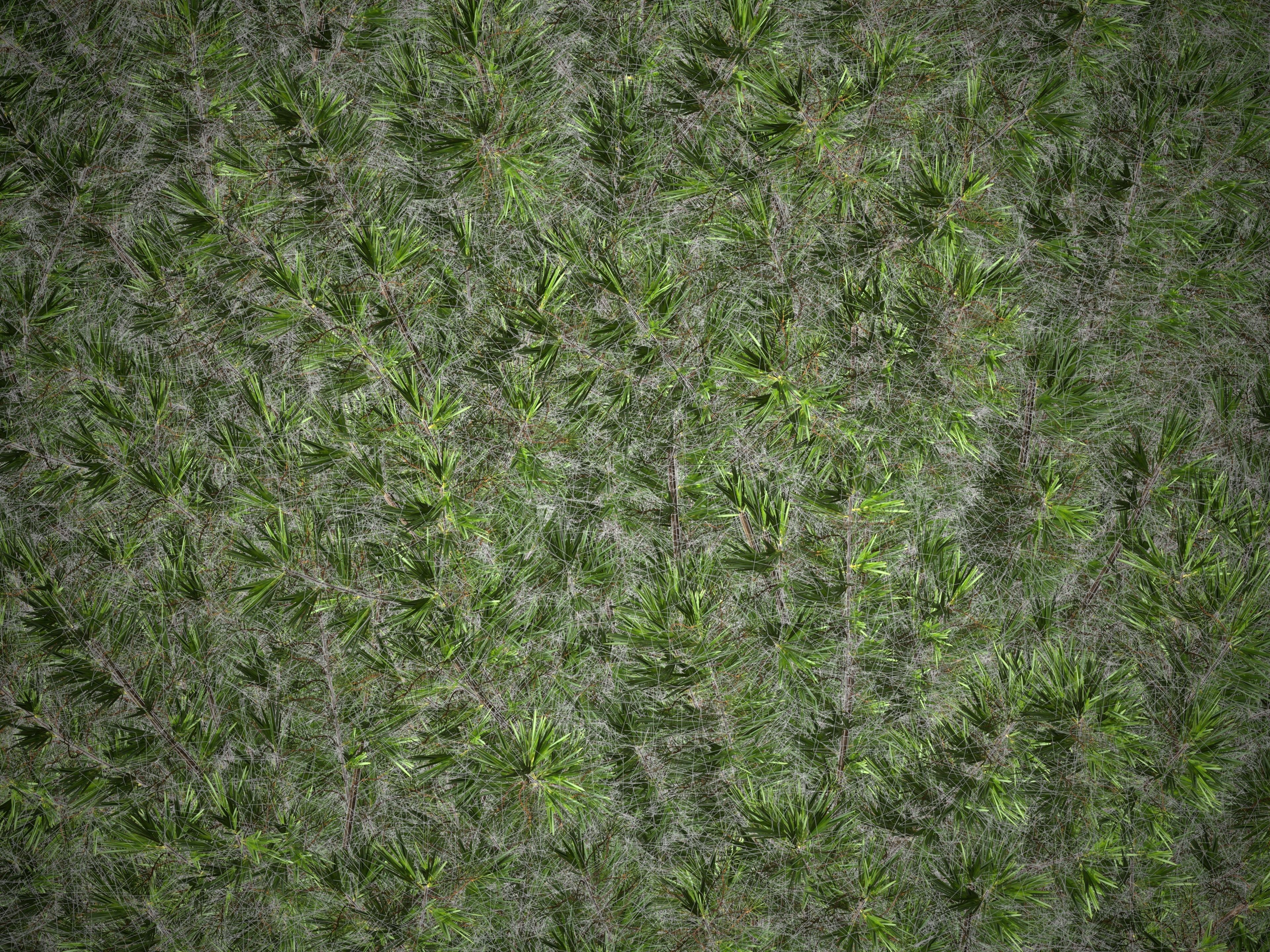 2021 PBR Common Juniper - Juniperus Communis 3D model_7