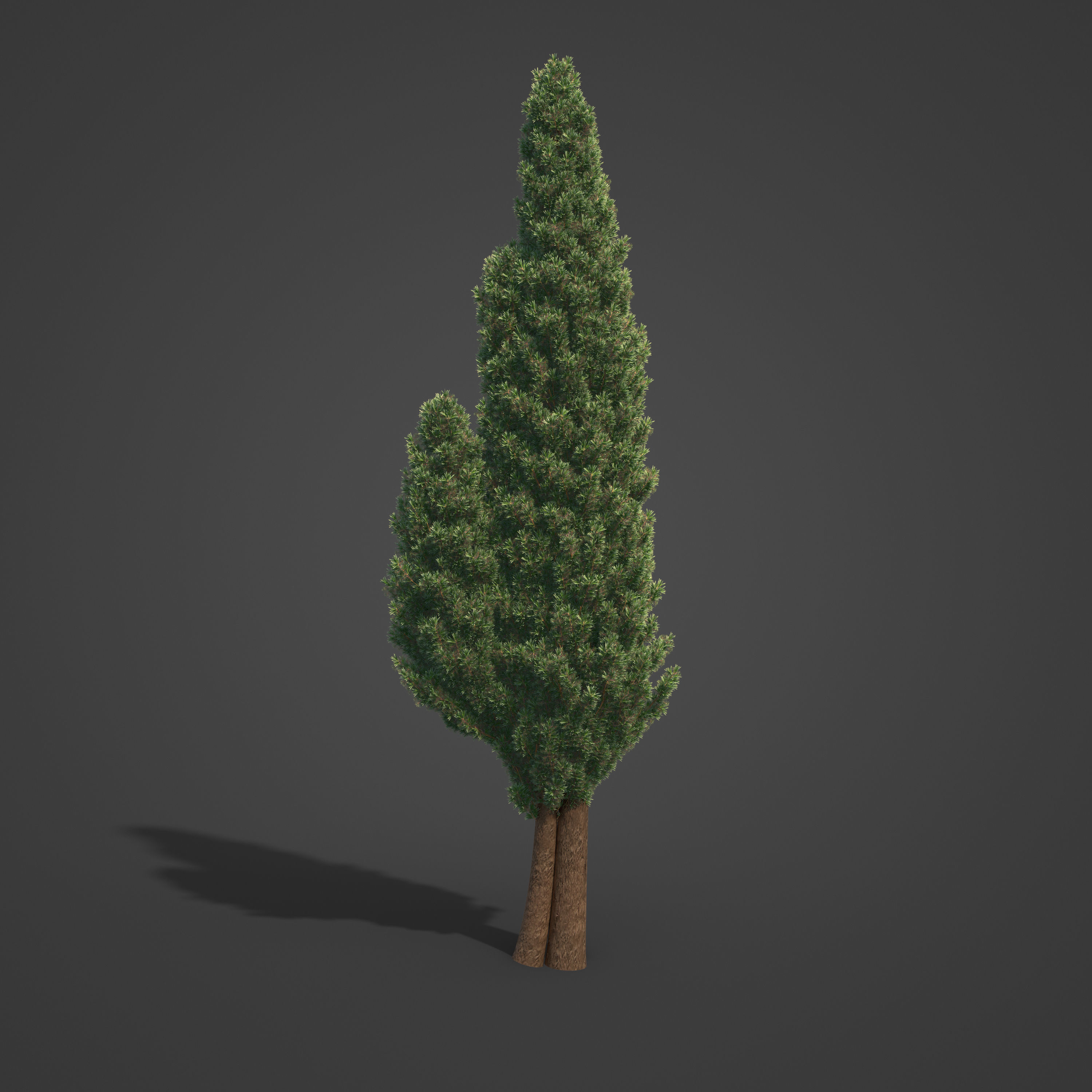 2021 PBR Common Juniper - Juniperus Communis 3D model_5