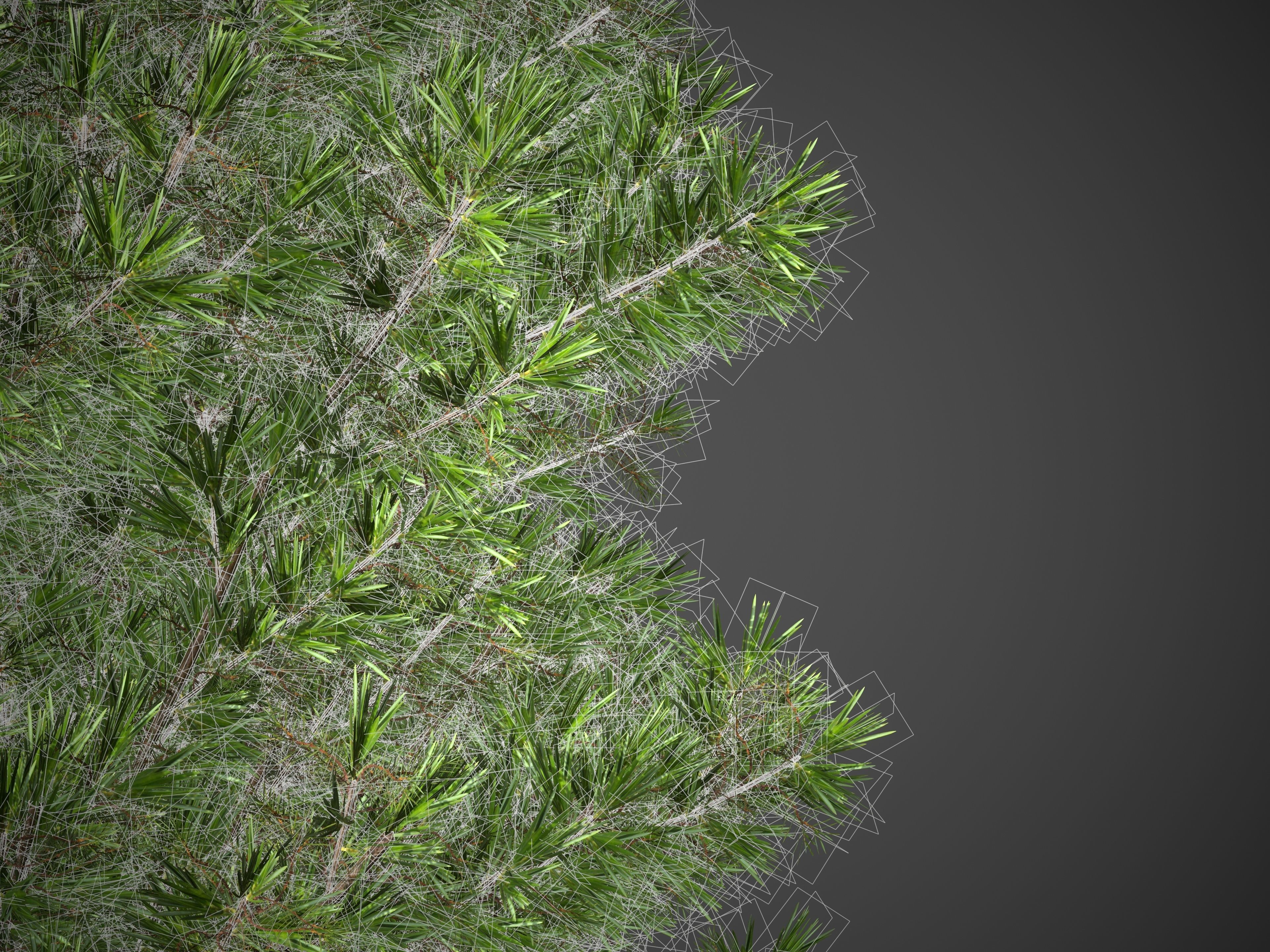 2021 PBR Common Juniper - Juniperus Communis 3D model_8