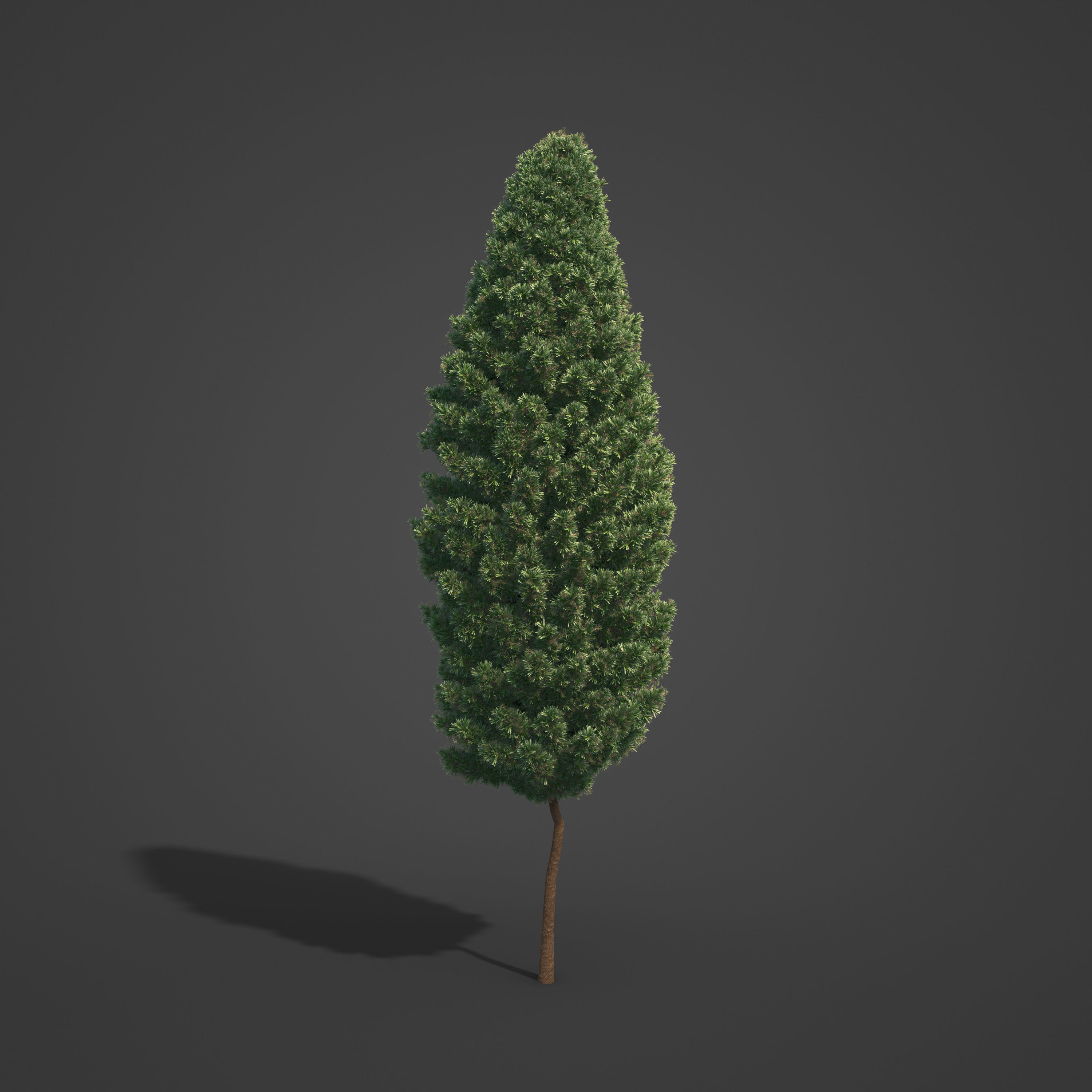 2021 PBR Common Juniper - Juniperus Communis 3D model_2