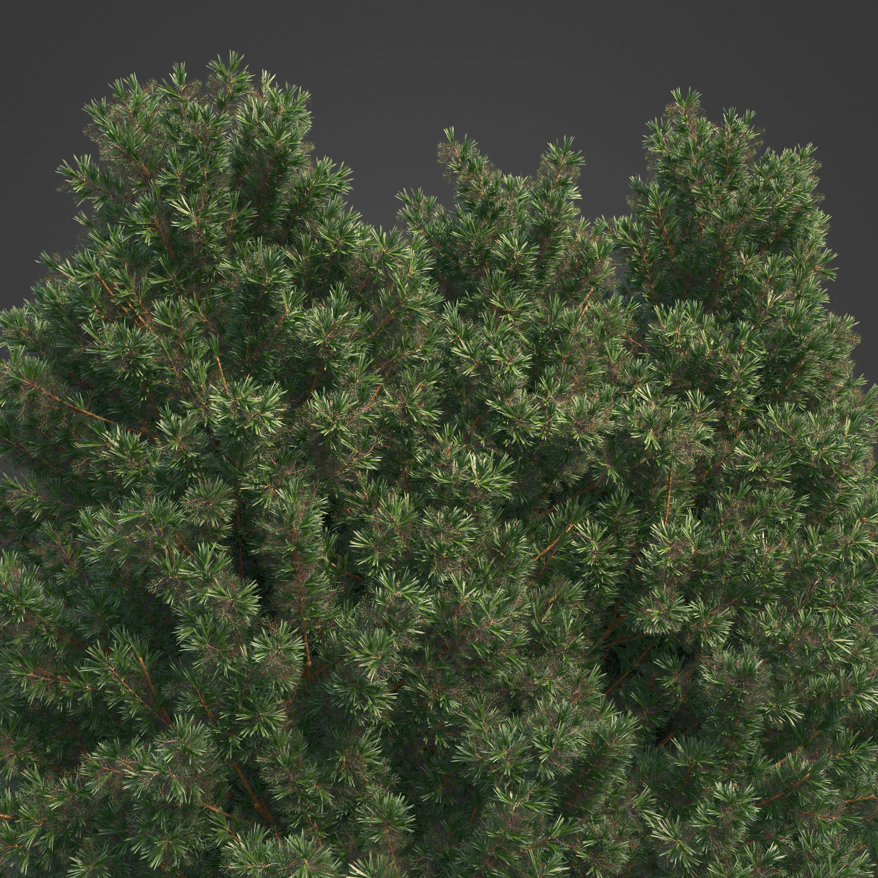 2021 PBR Common Juniper - Juniperus Communis 3D model_3