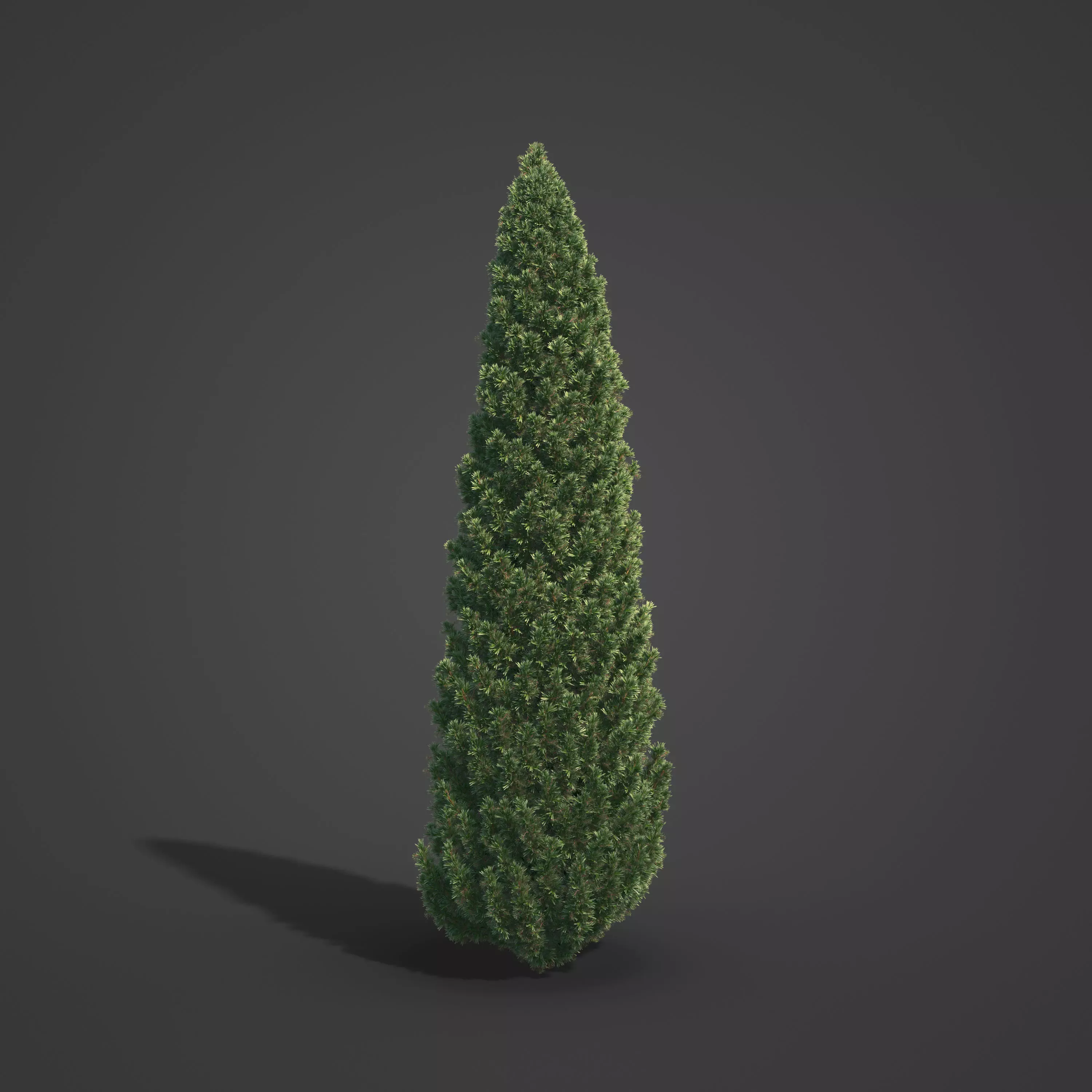 2021 PBR Common Juniper - Juniperus Communis 3D model_0