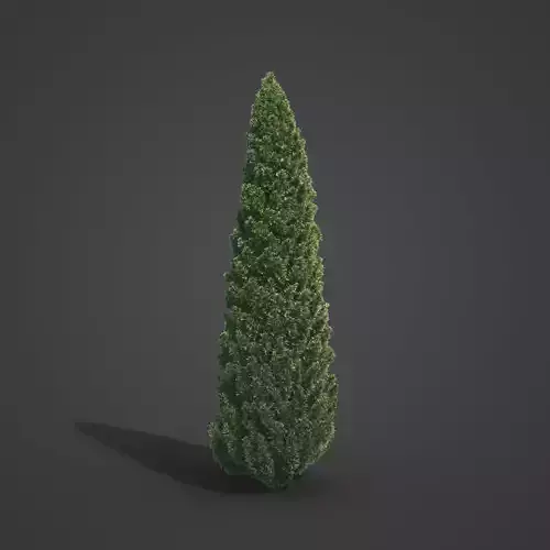 2021 PBR Common Juniper - Juniperus Communis 3D model