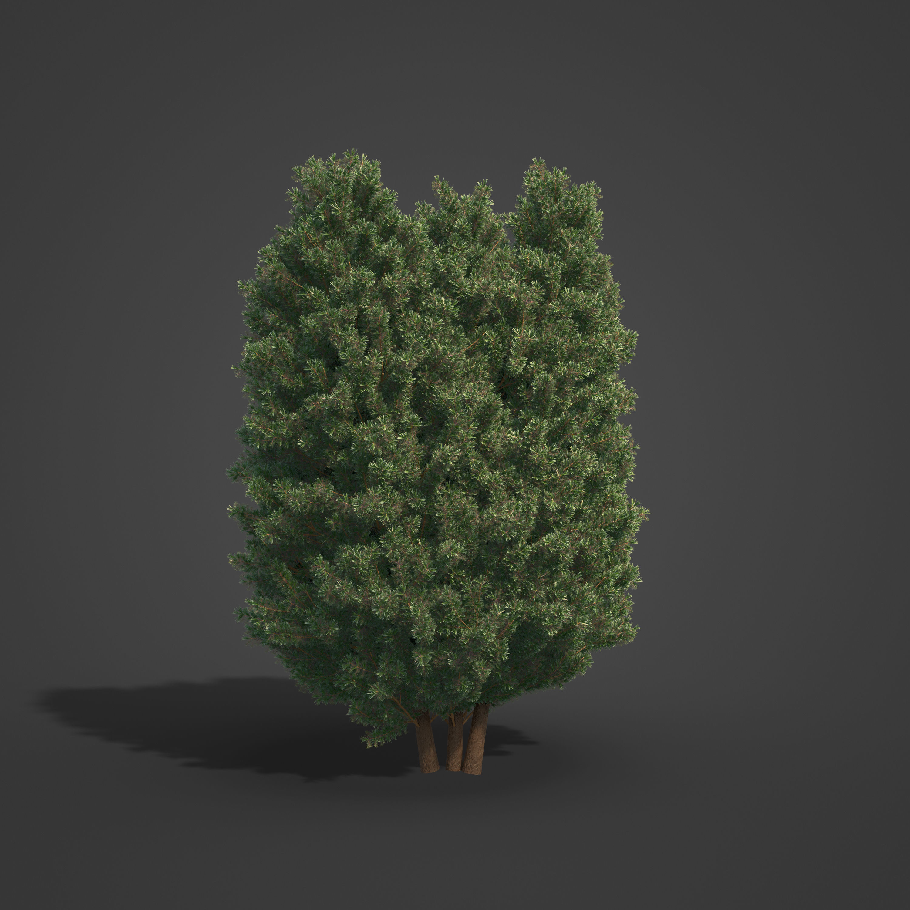 2021 PBR Common Juniper - Juniperus Communis 3D model_4