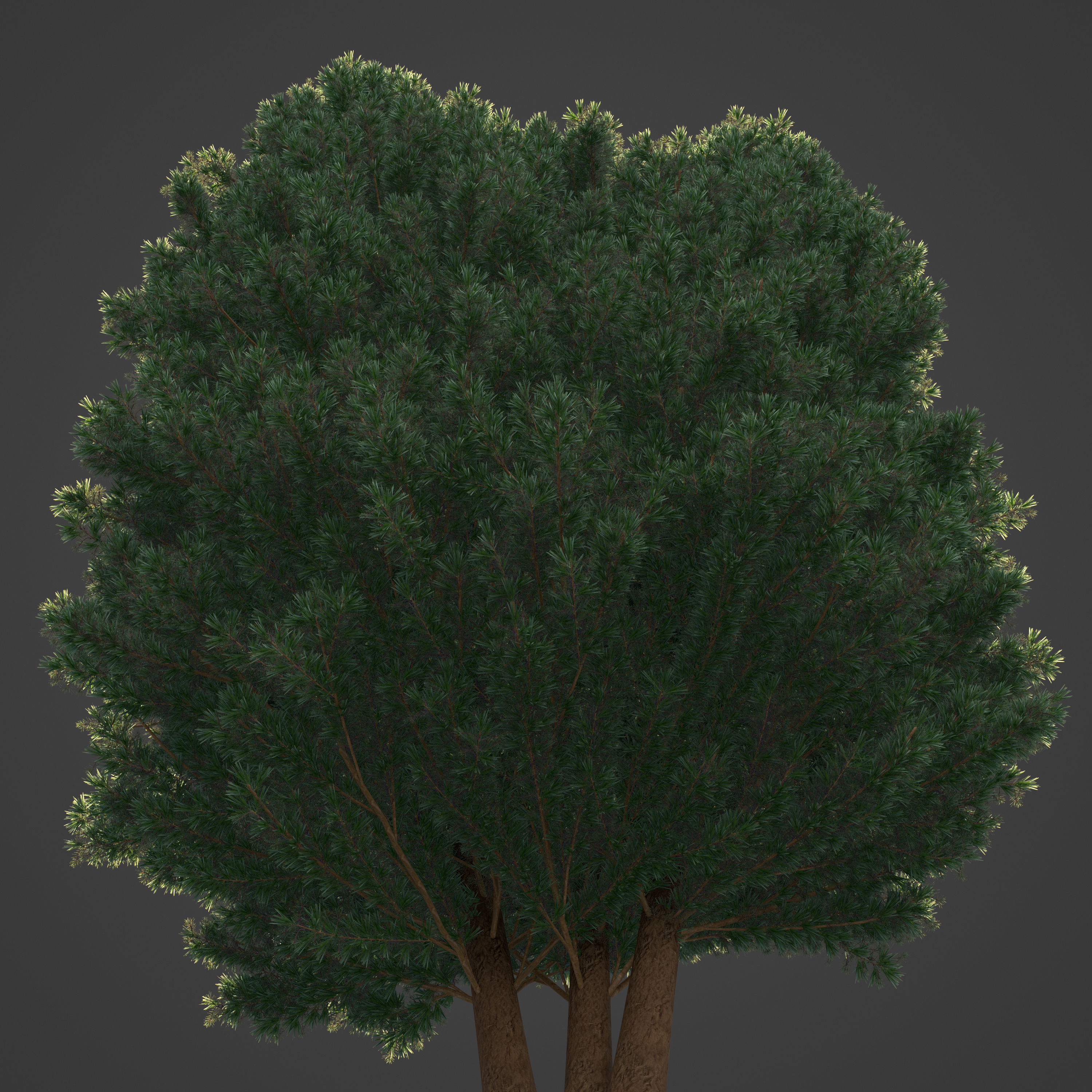 2021 PBR Common Juniper - Juniperus Communis 3D model_6