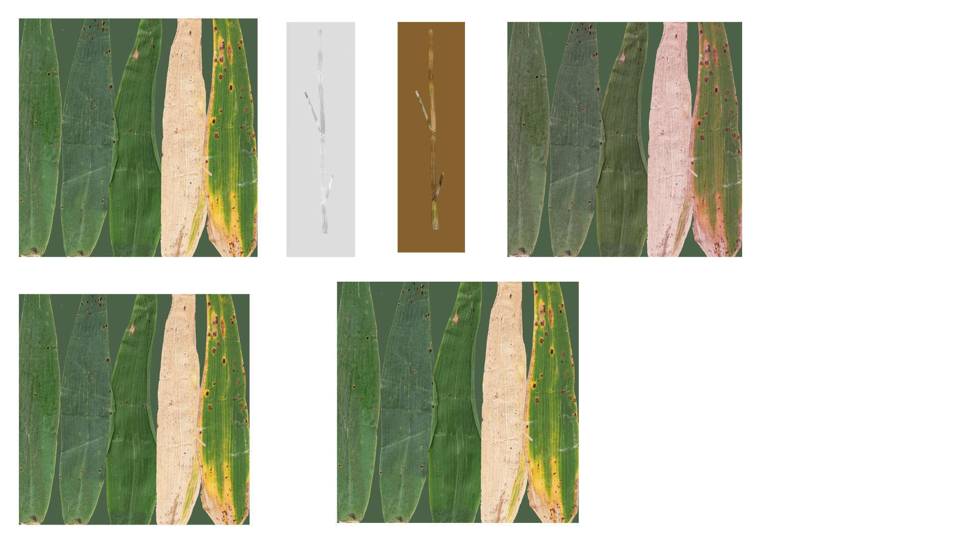 ALL SIZES OF GRASS 3D MODEL 3D model_12