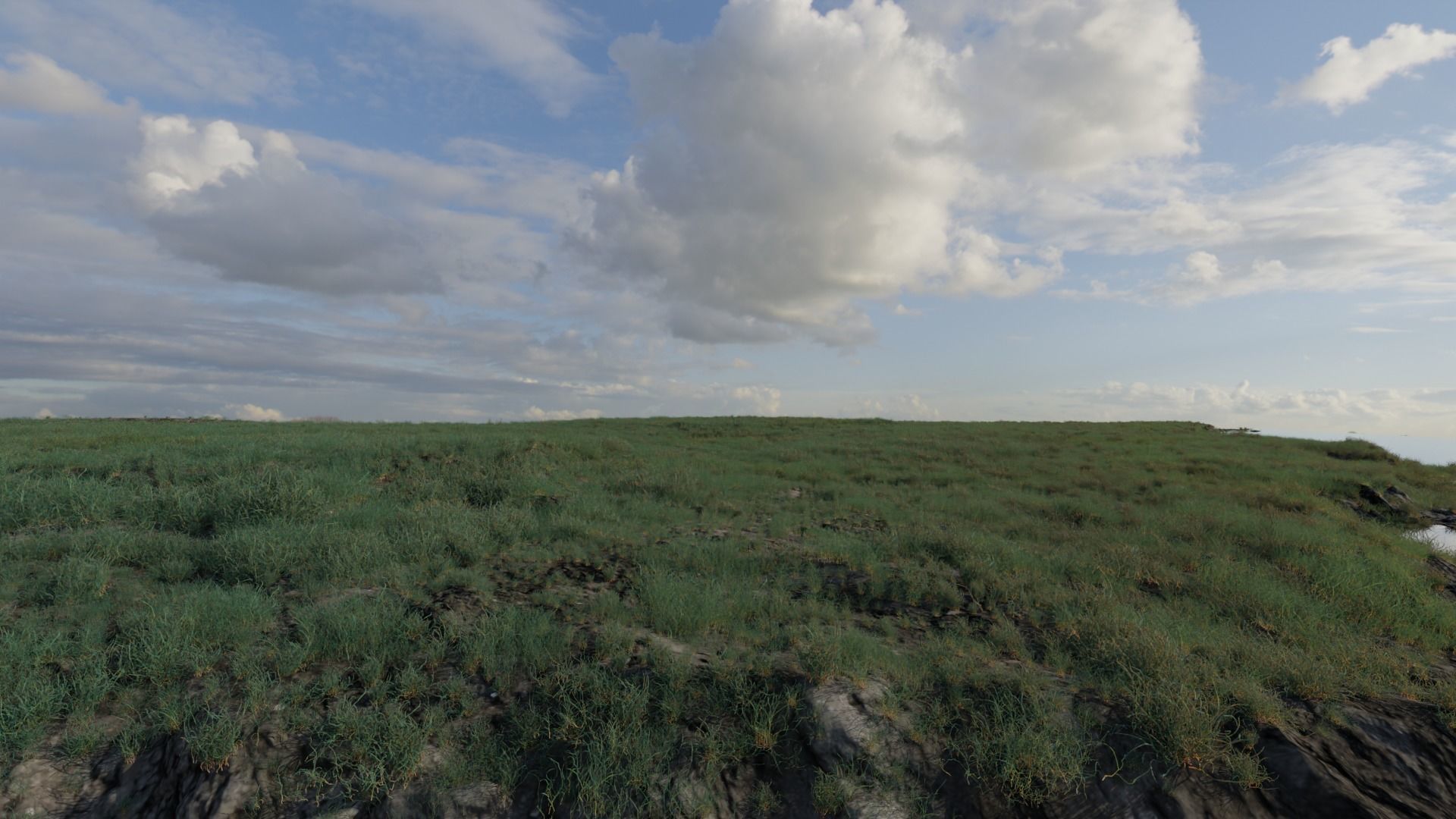 ALL SIZES OF GRASS 3D MODEL 3D model_15