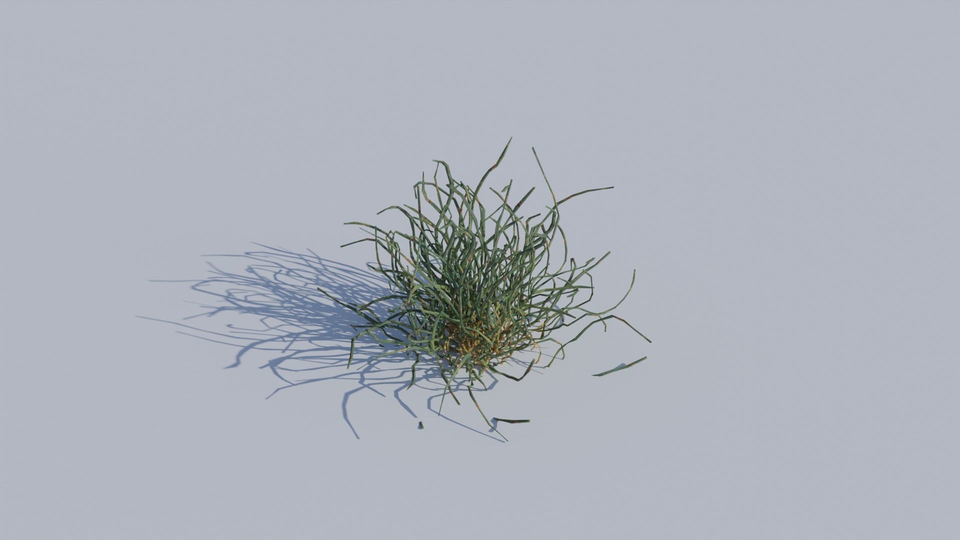 ALL SIZES OF GRASS 3D MODEL 3D model_6