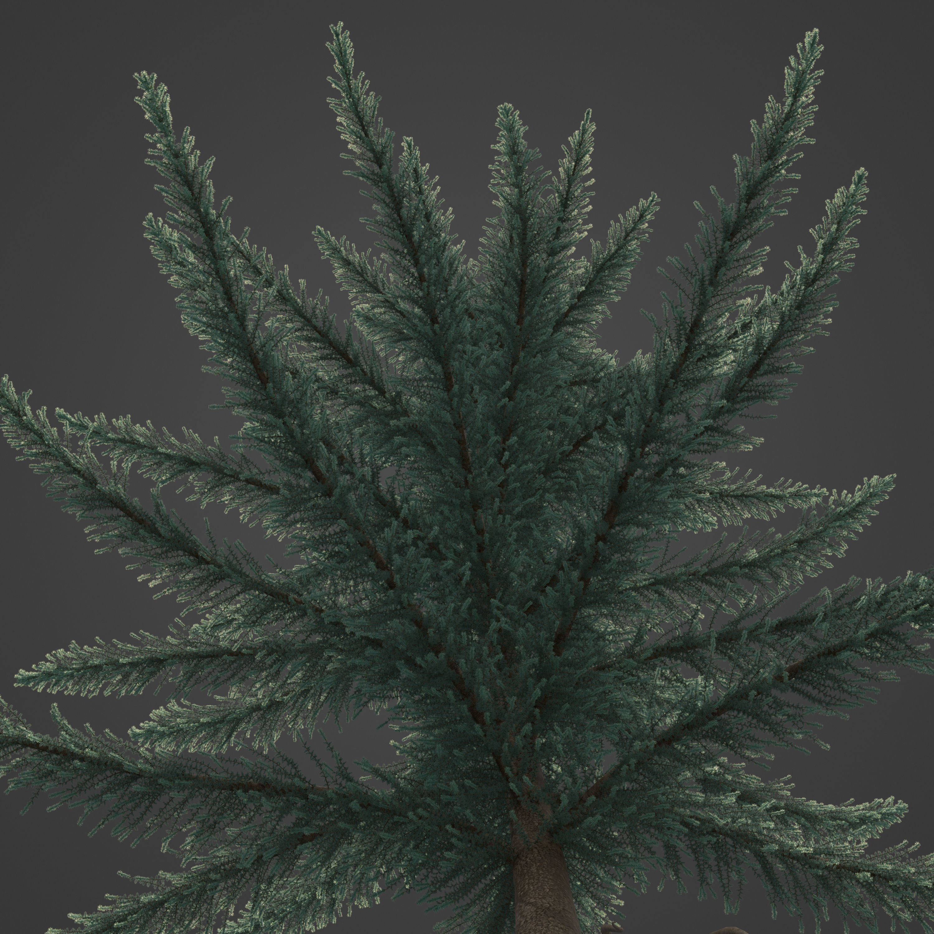 2021 PBR Atlas Cedar Collection - Cedrus Atlantica 3D model_6