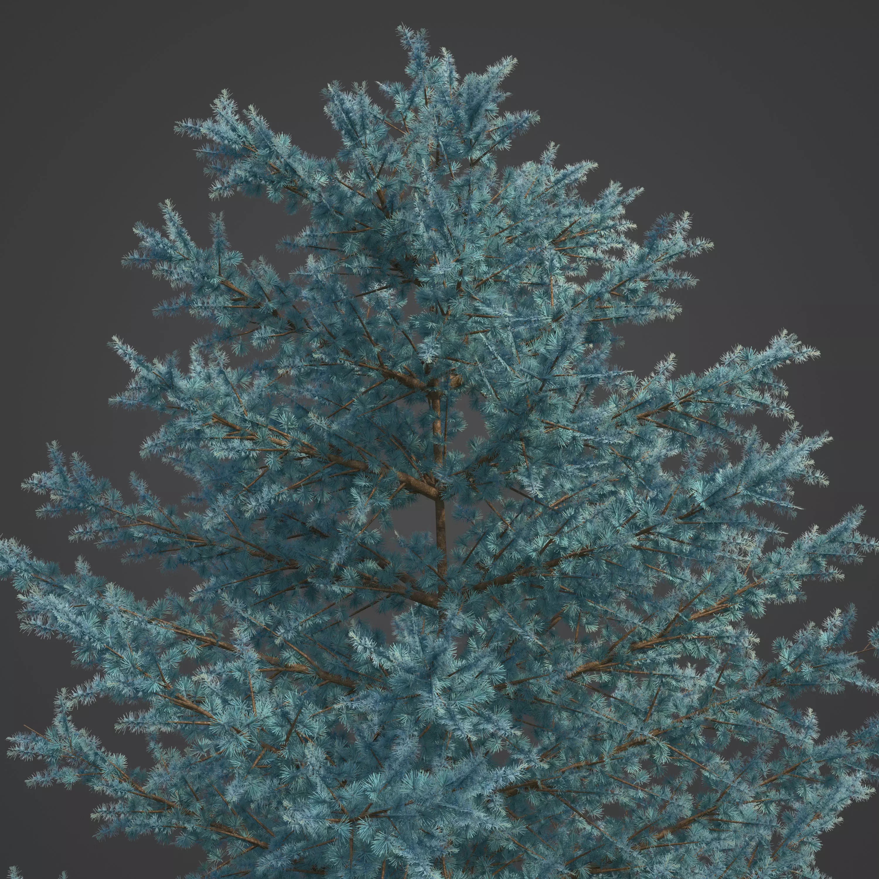 2021 PBR Atlas Cedar Collection - Cedrus Atlantica 3D model_0