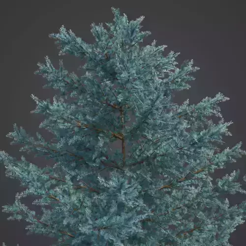 2021 PBR Atlas Cedar Collection - Cedrus Atlantica 3D model