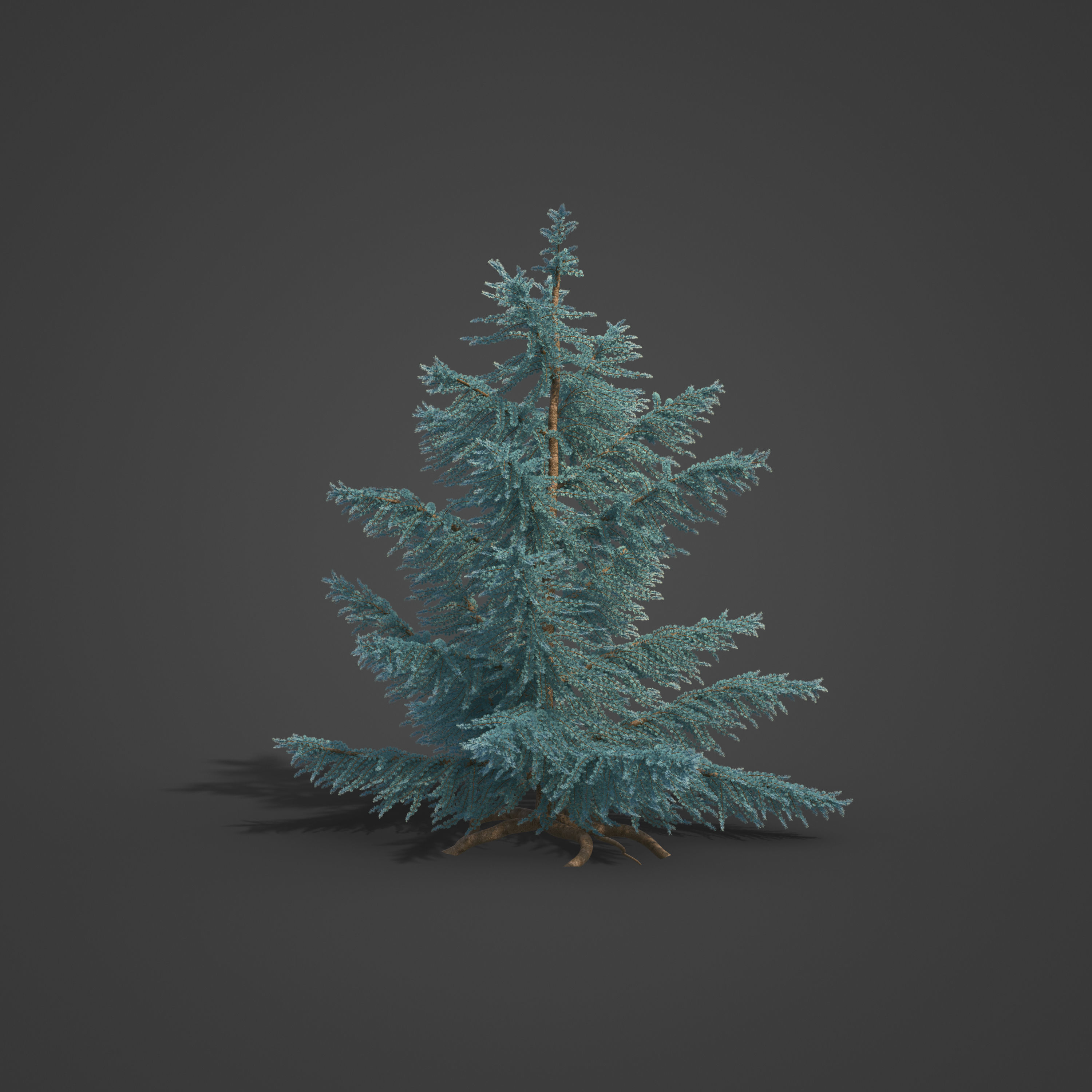 2021 PBR Atlas Cedar Collection - Cedrus Atlantica 3D model_3