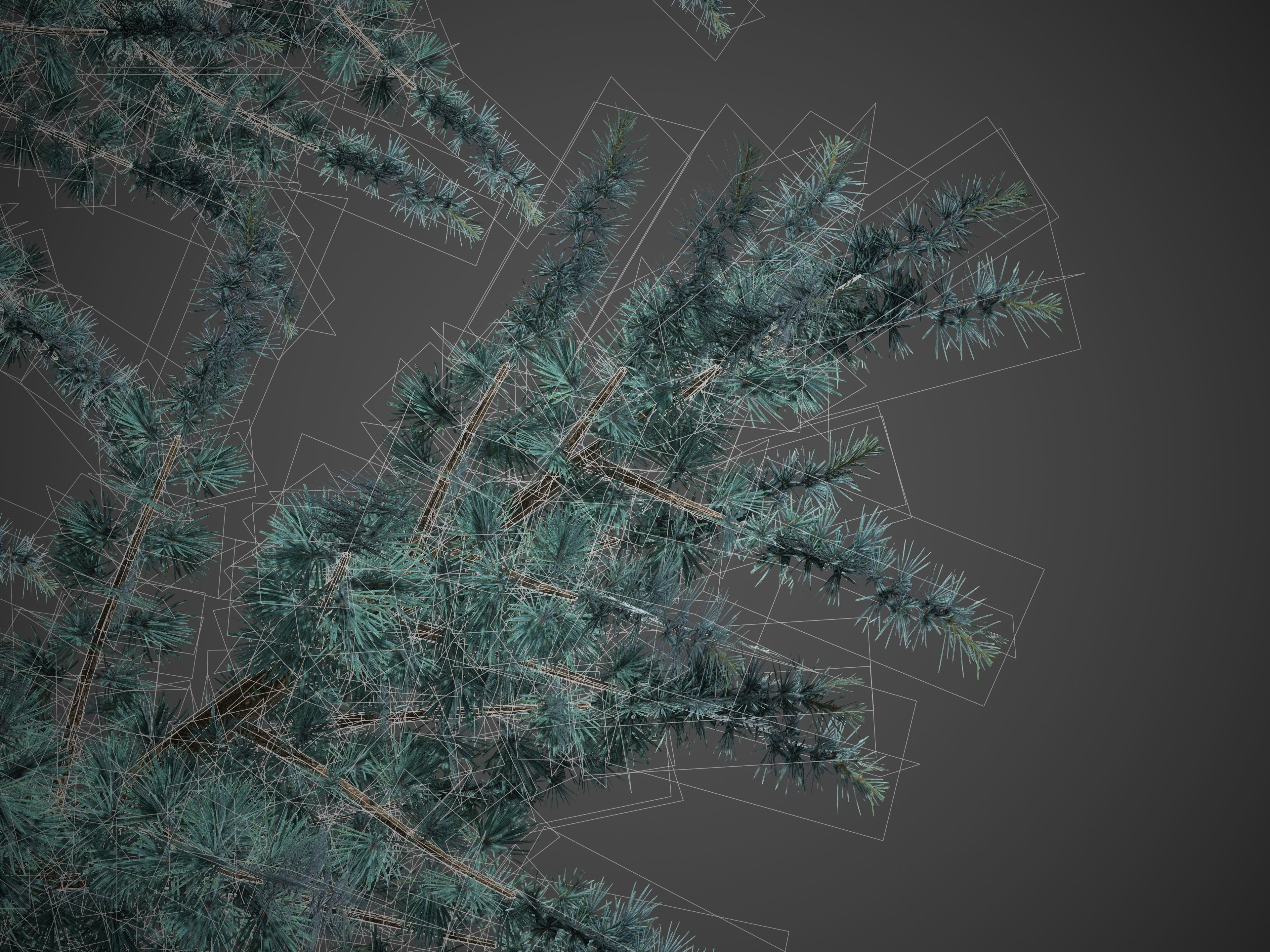 2021 PBR Atlas Cedar Collection - Cedrus Atlantica 3D model_9