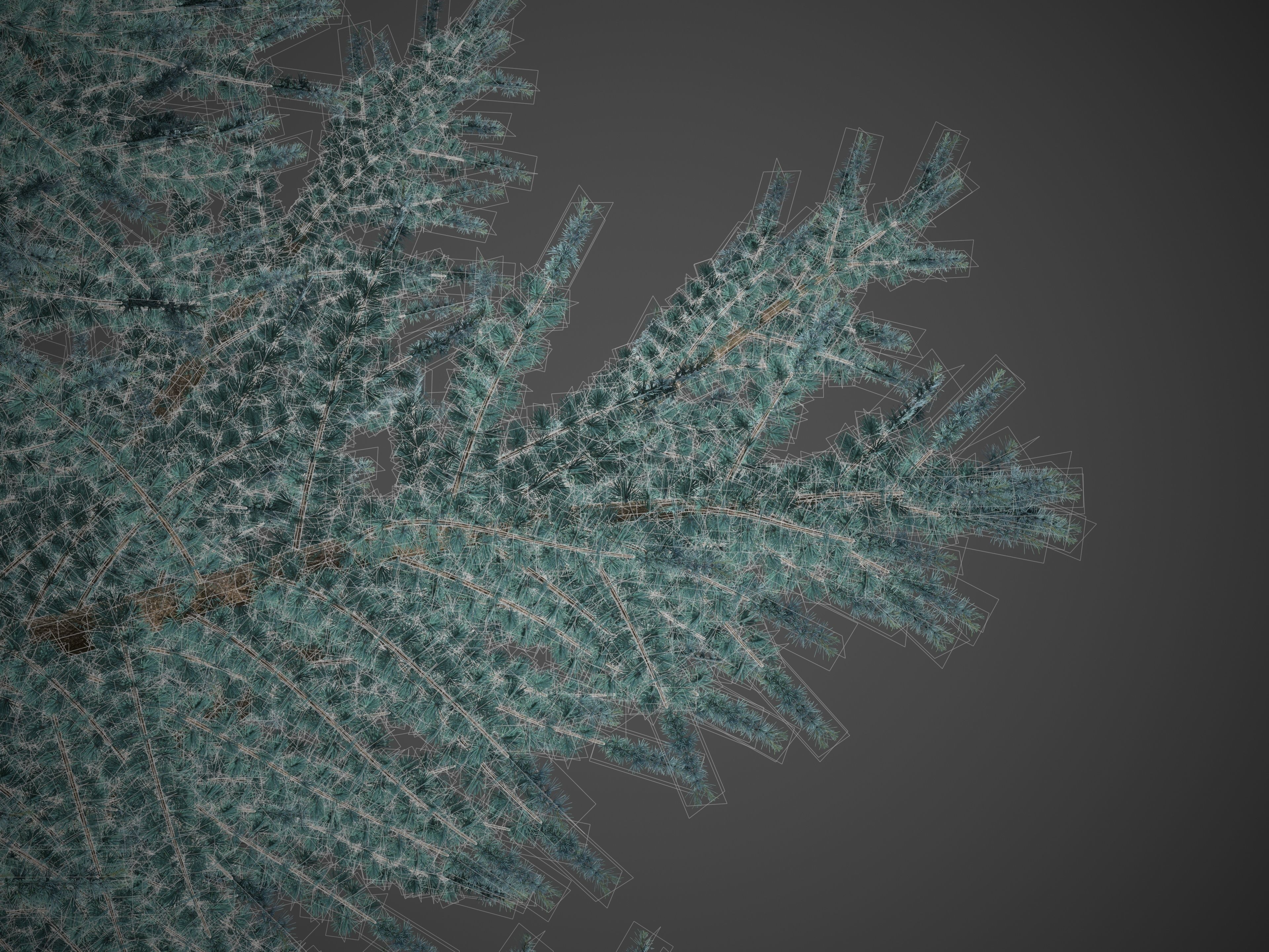 2021 PBR Atlas Cedar Collection - Cedrus Atlantica 3D model_8